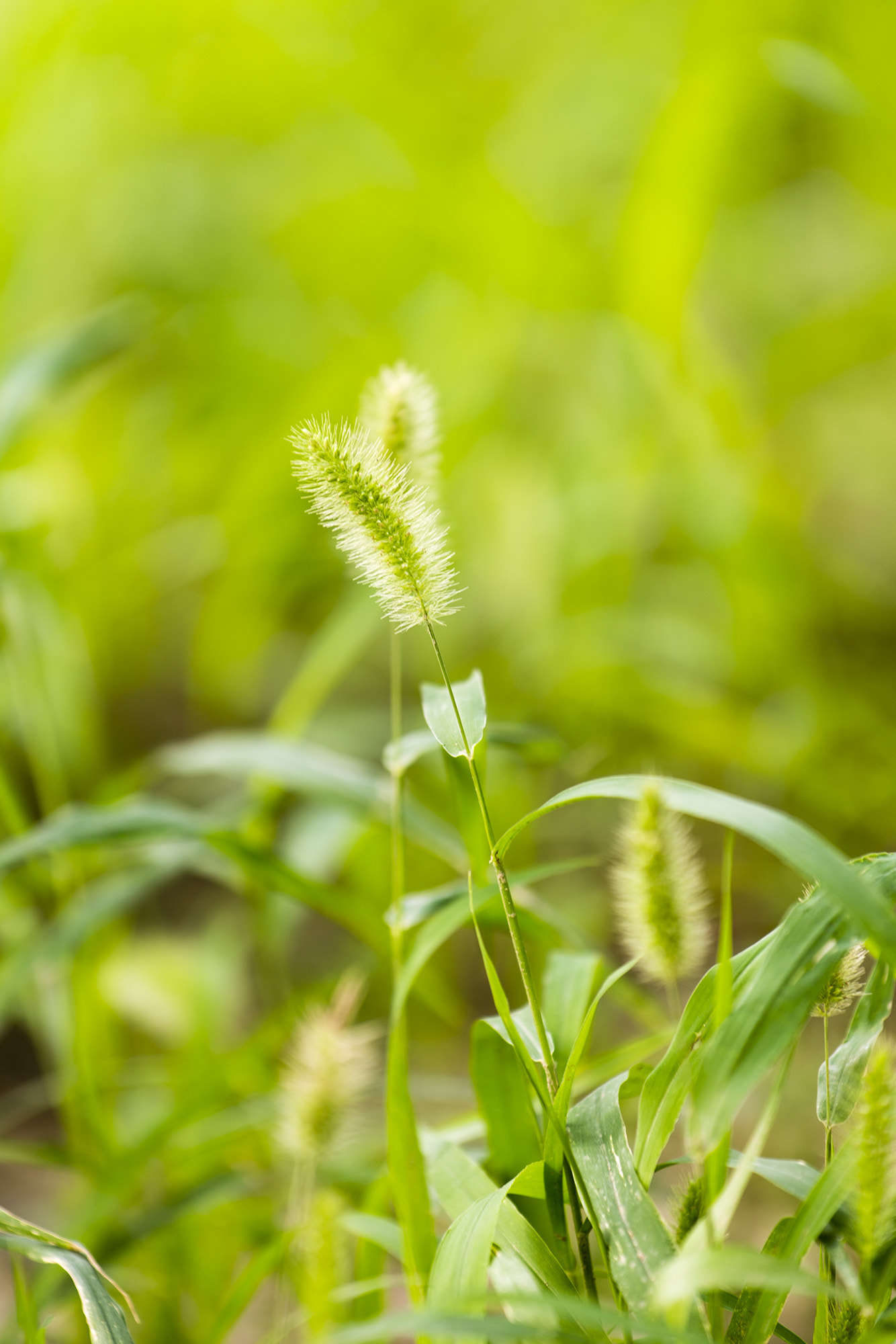 Nikon AF-S Nikkor 70-200mm F4G ED VR sample photo