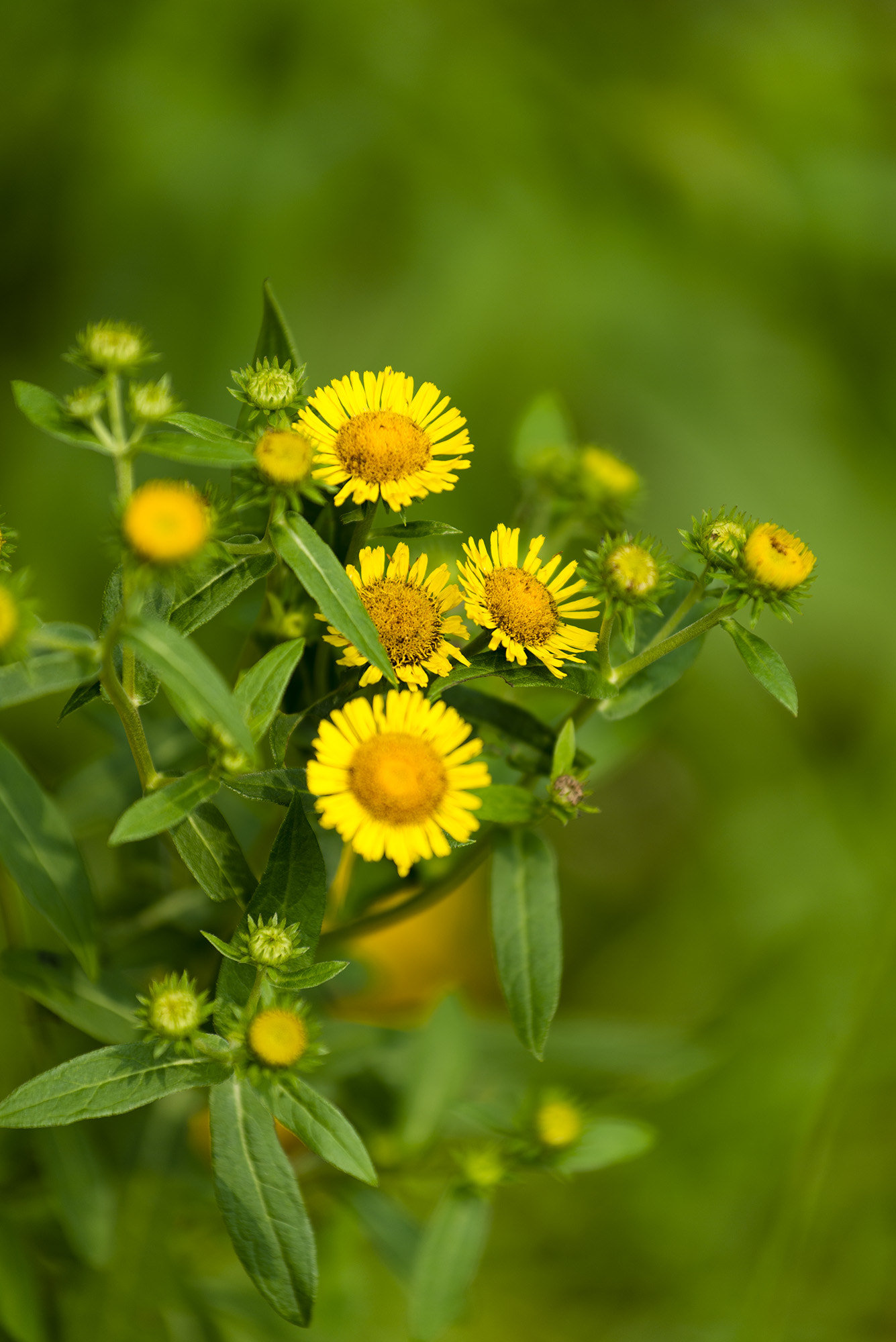 Nikon AF-S Nikkor 70-200mm F4G ED VR sample photo