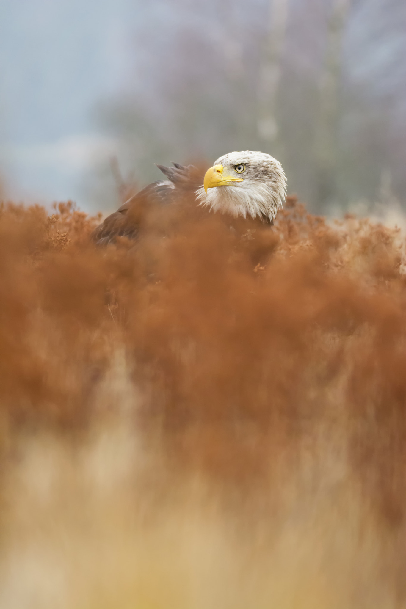 Sigma 150-600mm F5-6.3 DG OS HSM | S sample photo. Bald eagle photography