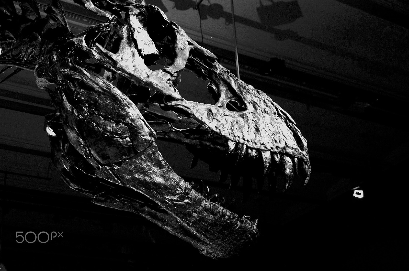 Pentax K-5 sample photo. T-rex photography
