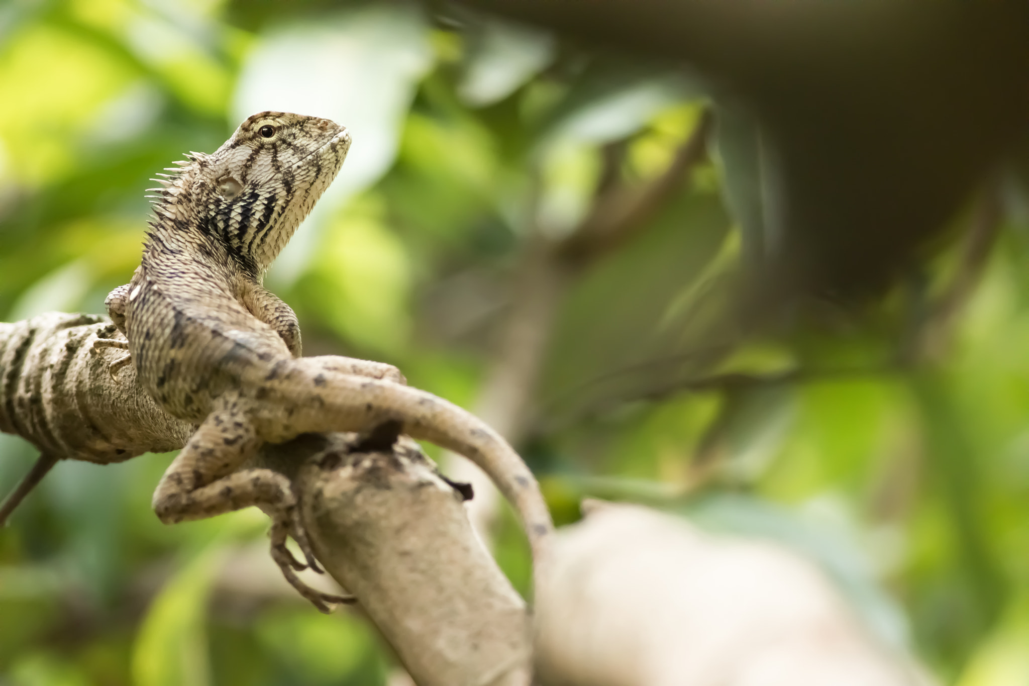 Canon EF 400mm F5.6L USM sample photo. Look back photography