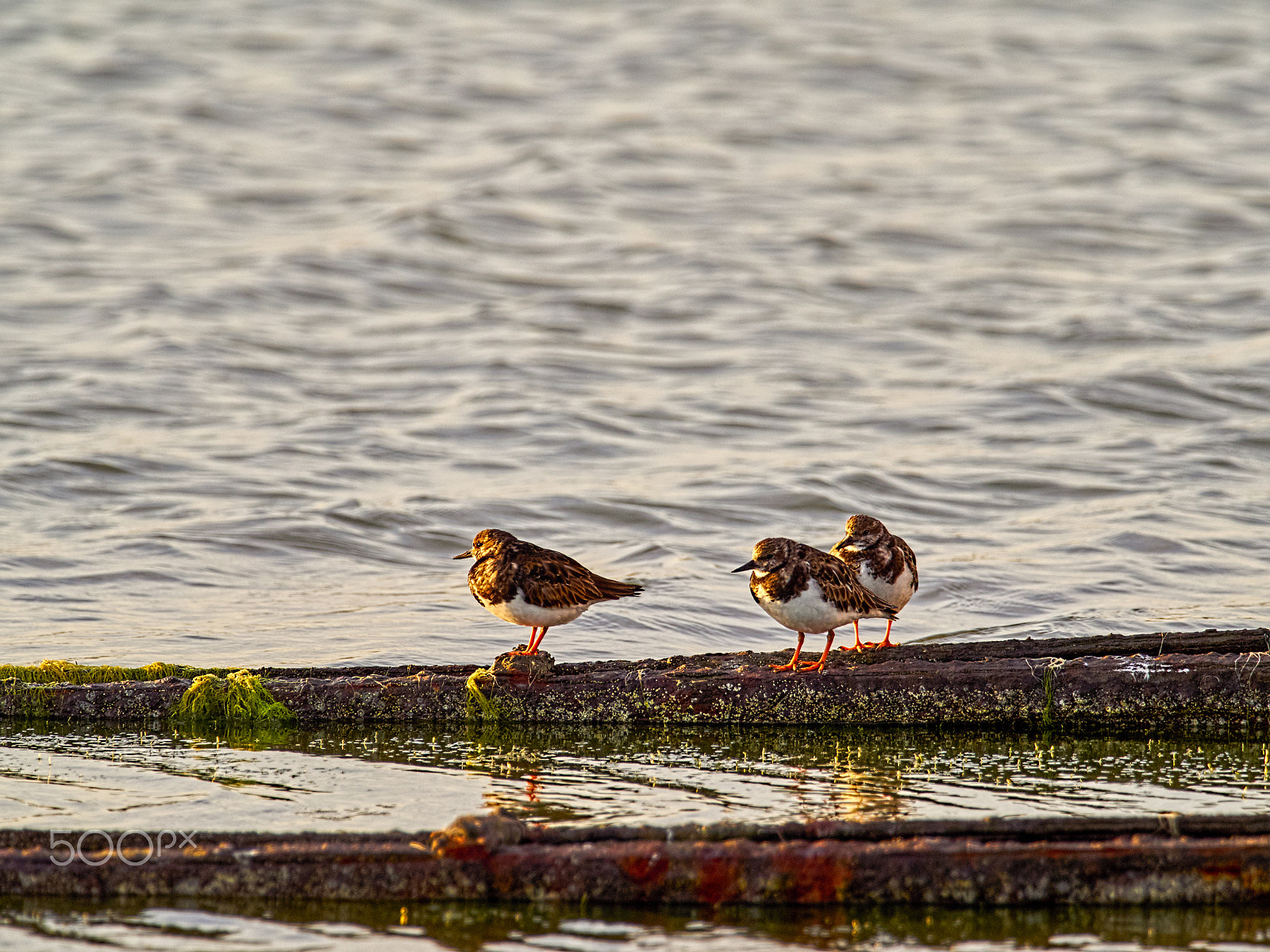 Olympus OM-D E-M1 + M.300mm F4.0 + MC-14 sample photo. Calidris temminckii photography