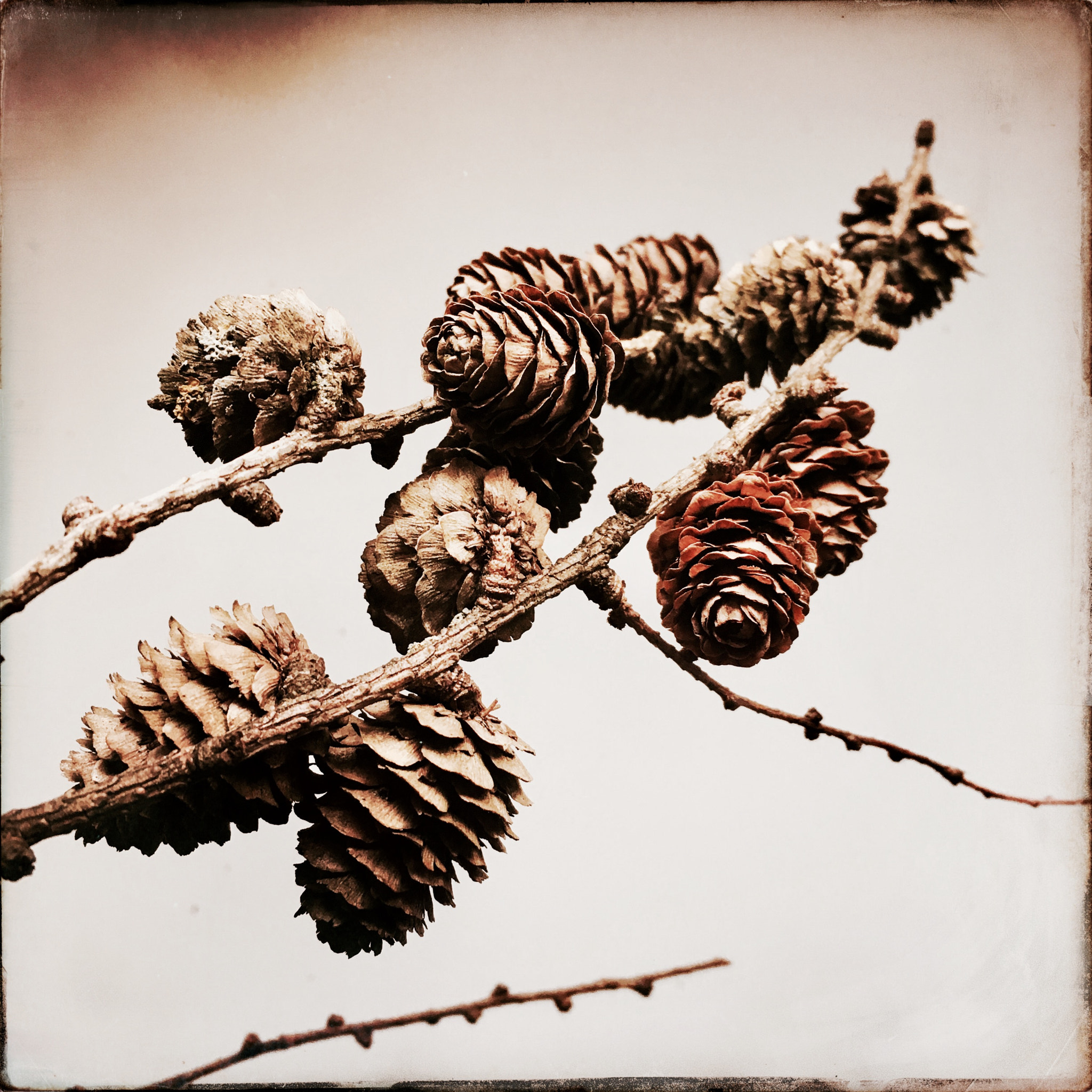 Hipstamatic 331 sample photo. Zapfen photography
