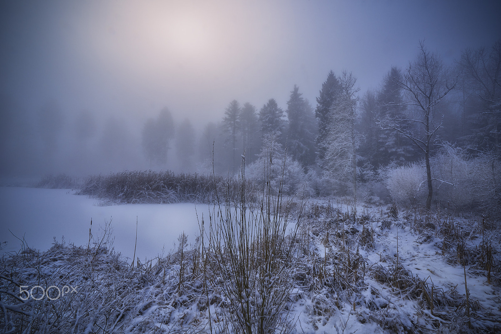 Nikon AF-S Nikkor 14-24mm F2.8G ED sample photo. Vogelmoos im winter photography