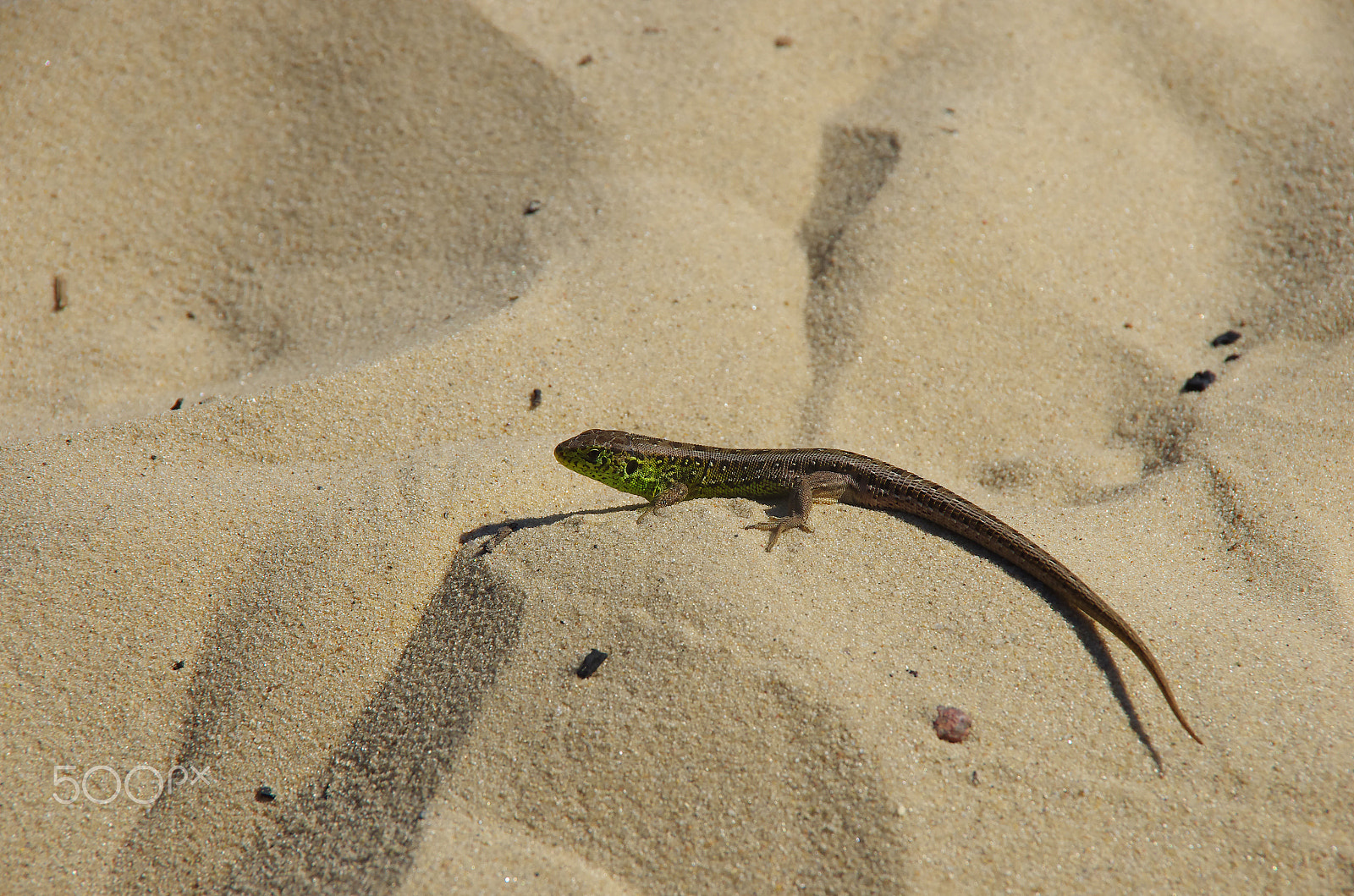 Pentax K-5 sample photo. Little lizard in a sahara like sand desert photography