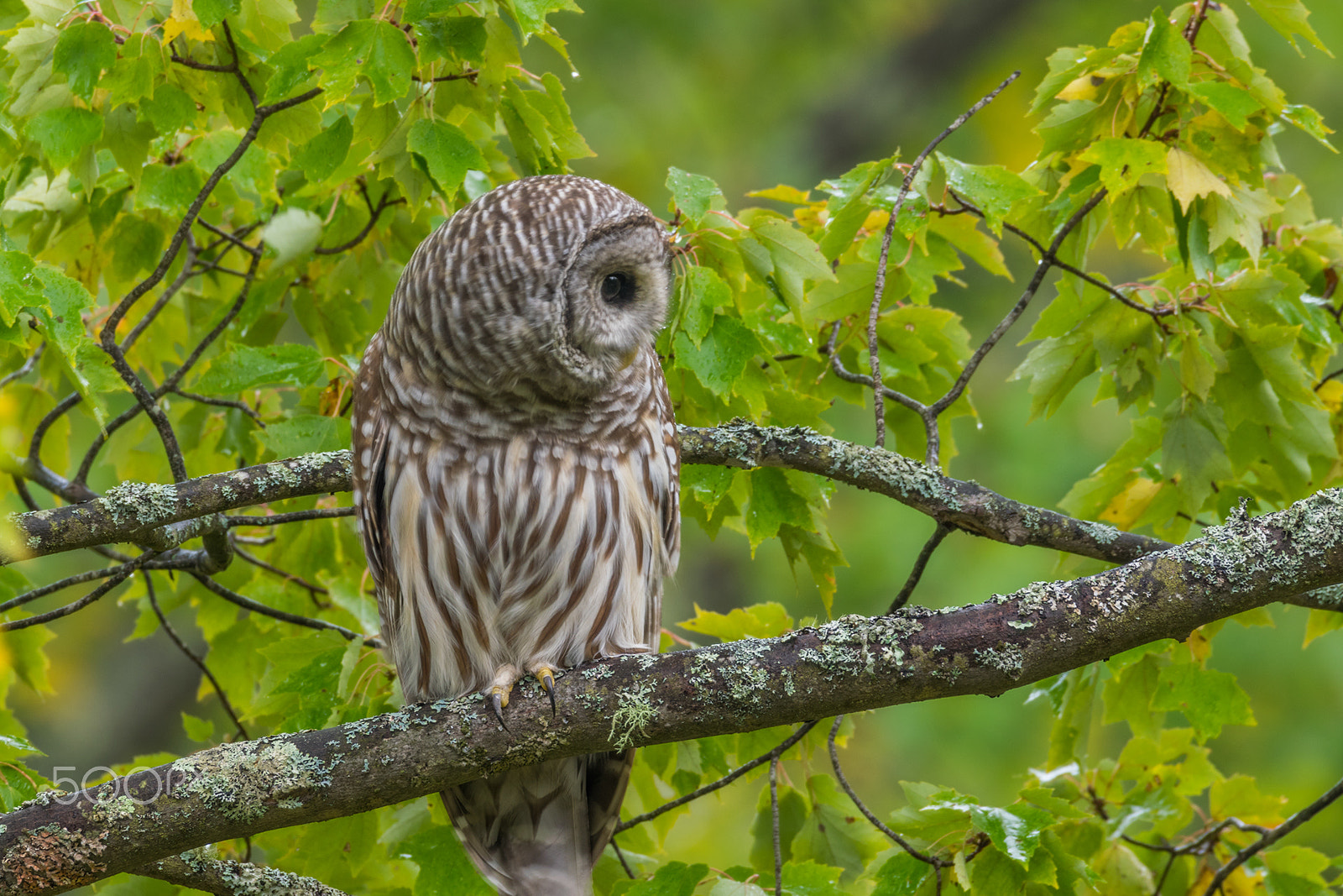 Sigma 150-600mm F5-6.3 DG OS HSM | C sample photo. Who, who, i see you photography
