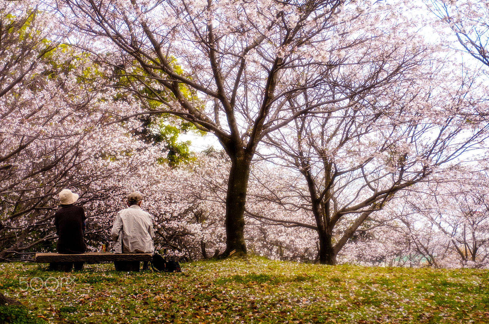 Pentax K-7 sample photo. Under the cherry tree photography