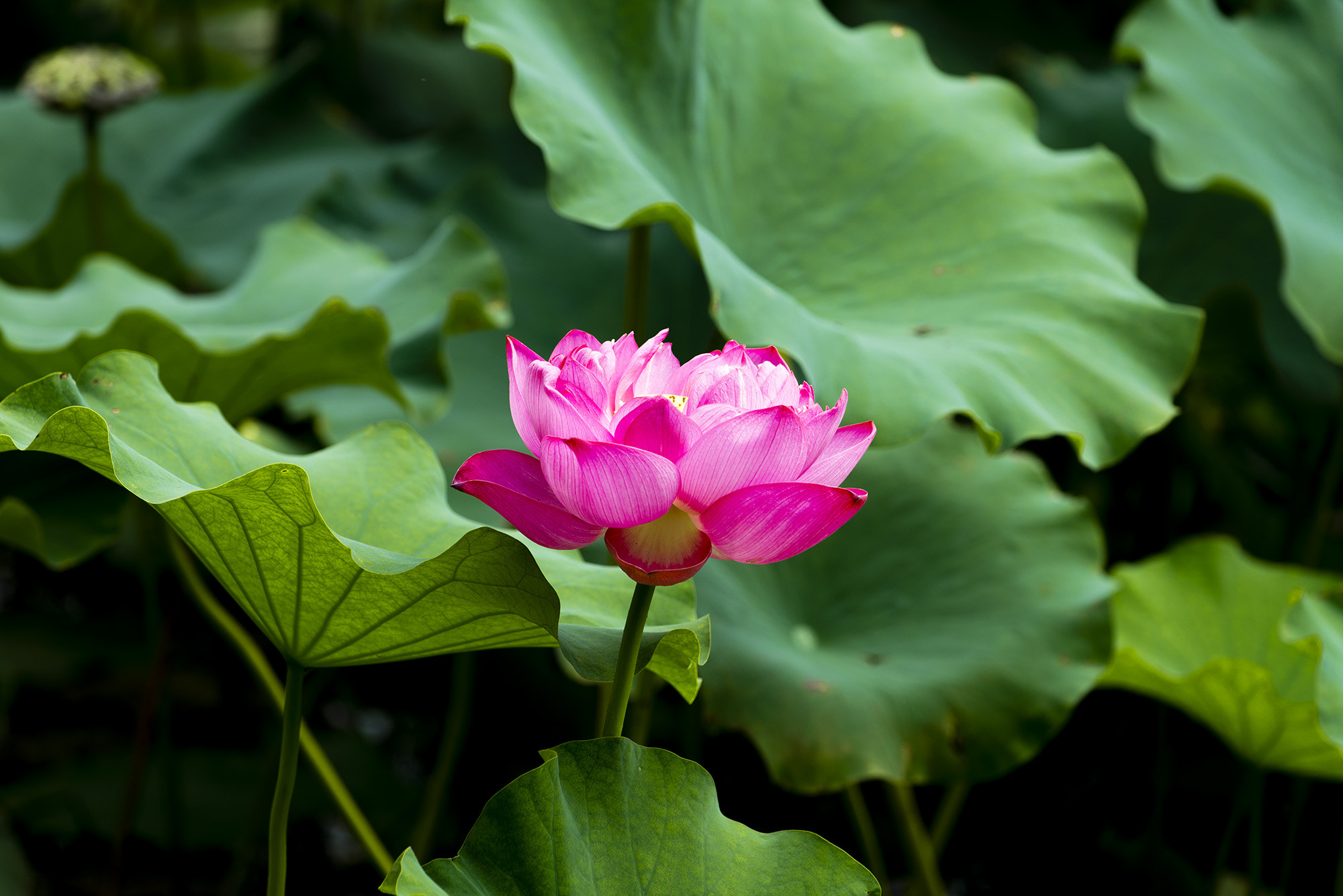 Nikon AF-S Nikkor 70-200mm F4G ED VR sample photo