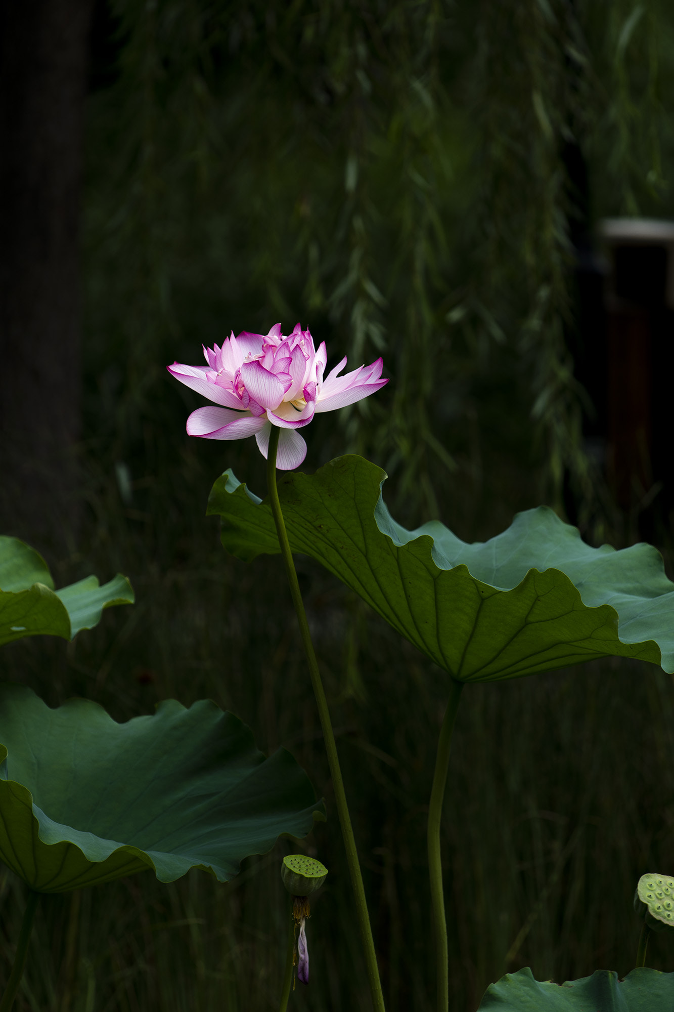 Nikon AF-S Nikkor 70-200mm F4G ED VR sample photo