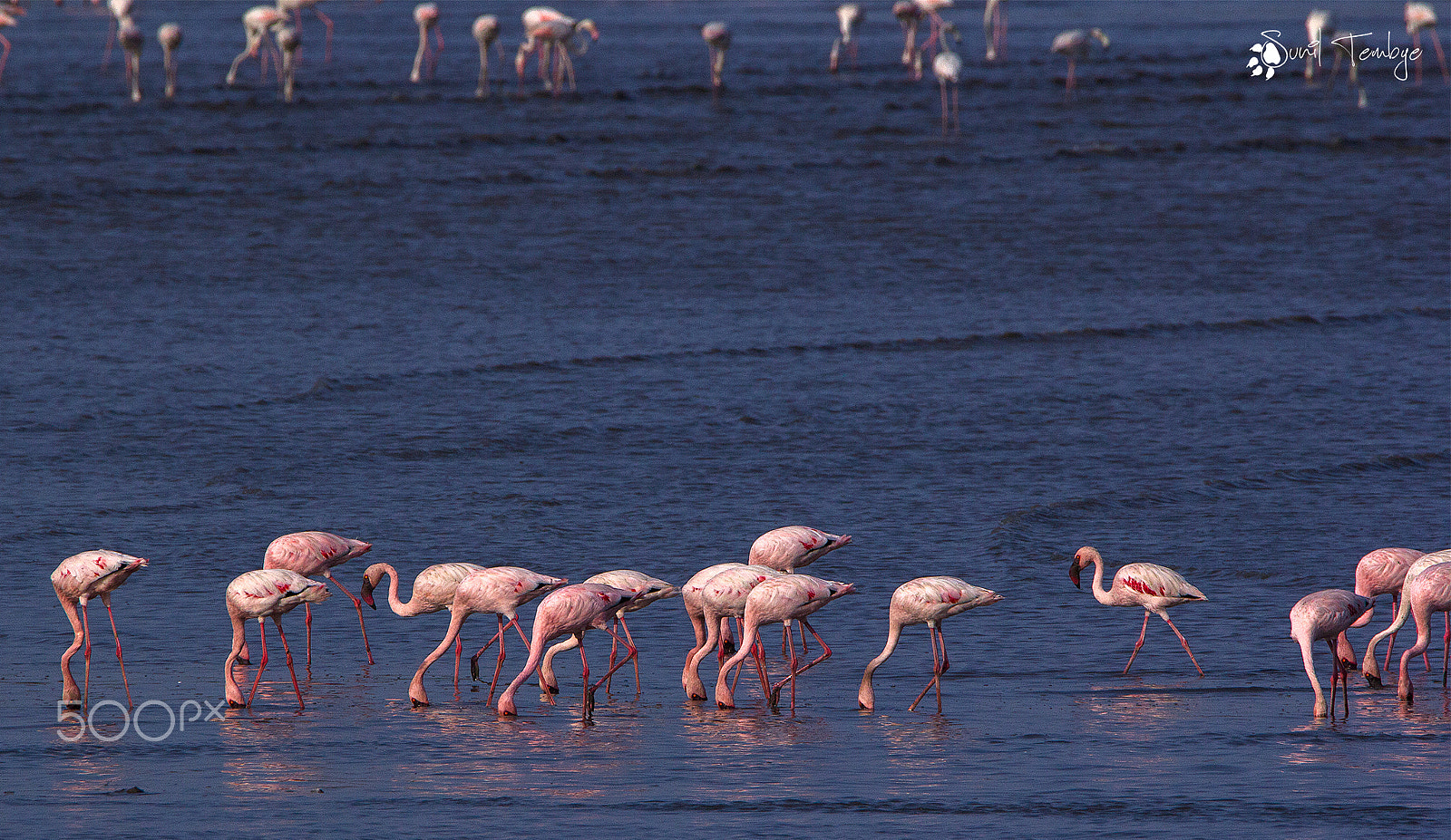 Tamron SP 150-600mm F5-6.3 Di VC USD sample photo. Flamingoes photography