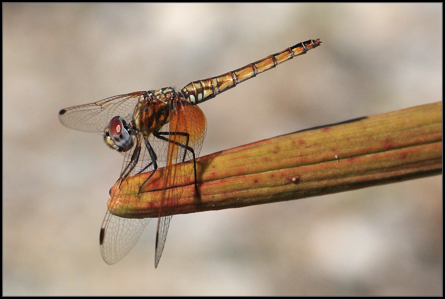 Canon EOS 450D (EOS Rebel XSi / EOS Kiss X2) sample photo. Dragonfly photography