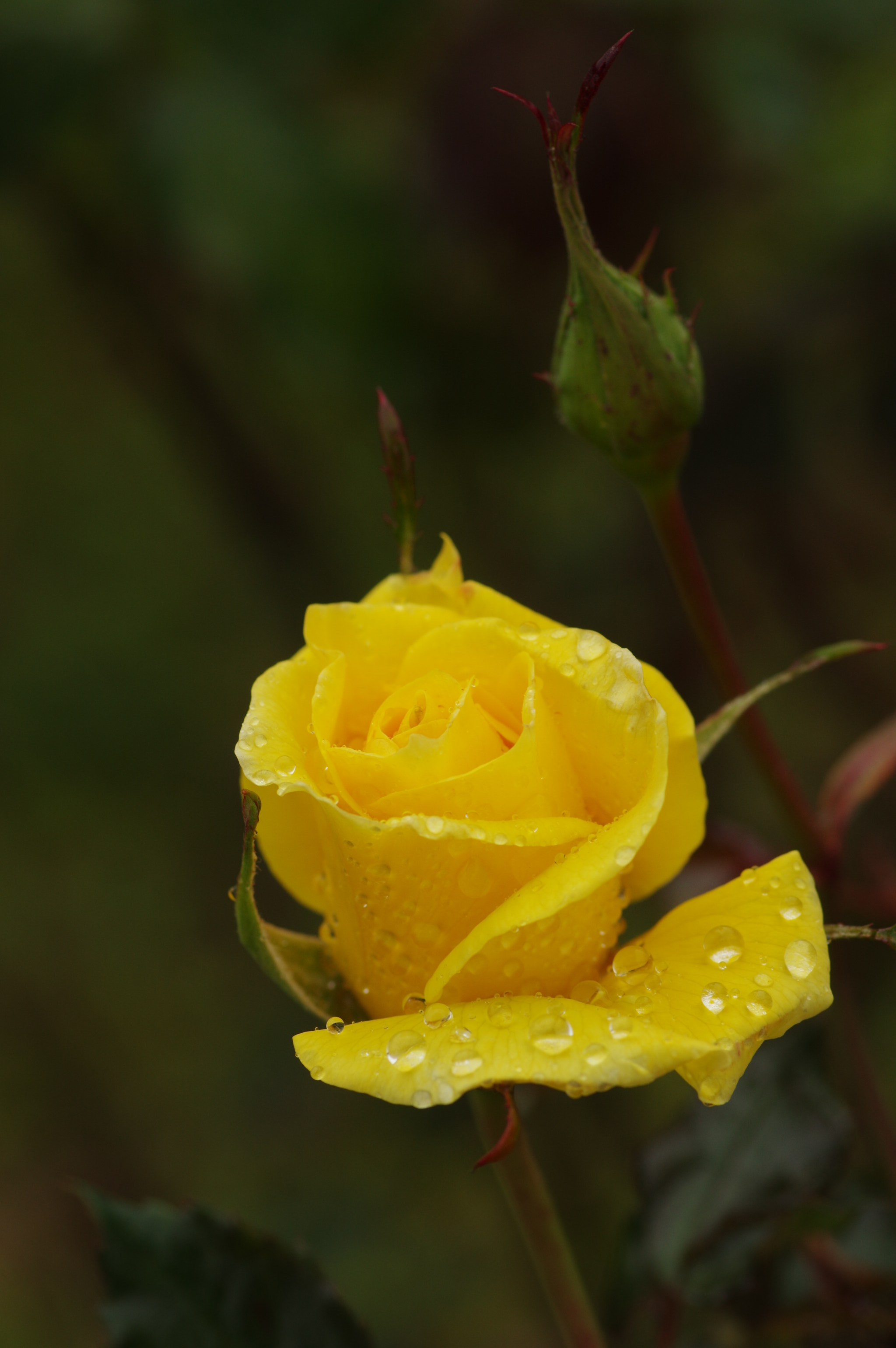 Pentax smc D-FA 100mm F2.8 Macro WR sample photo