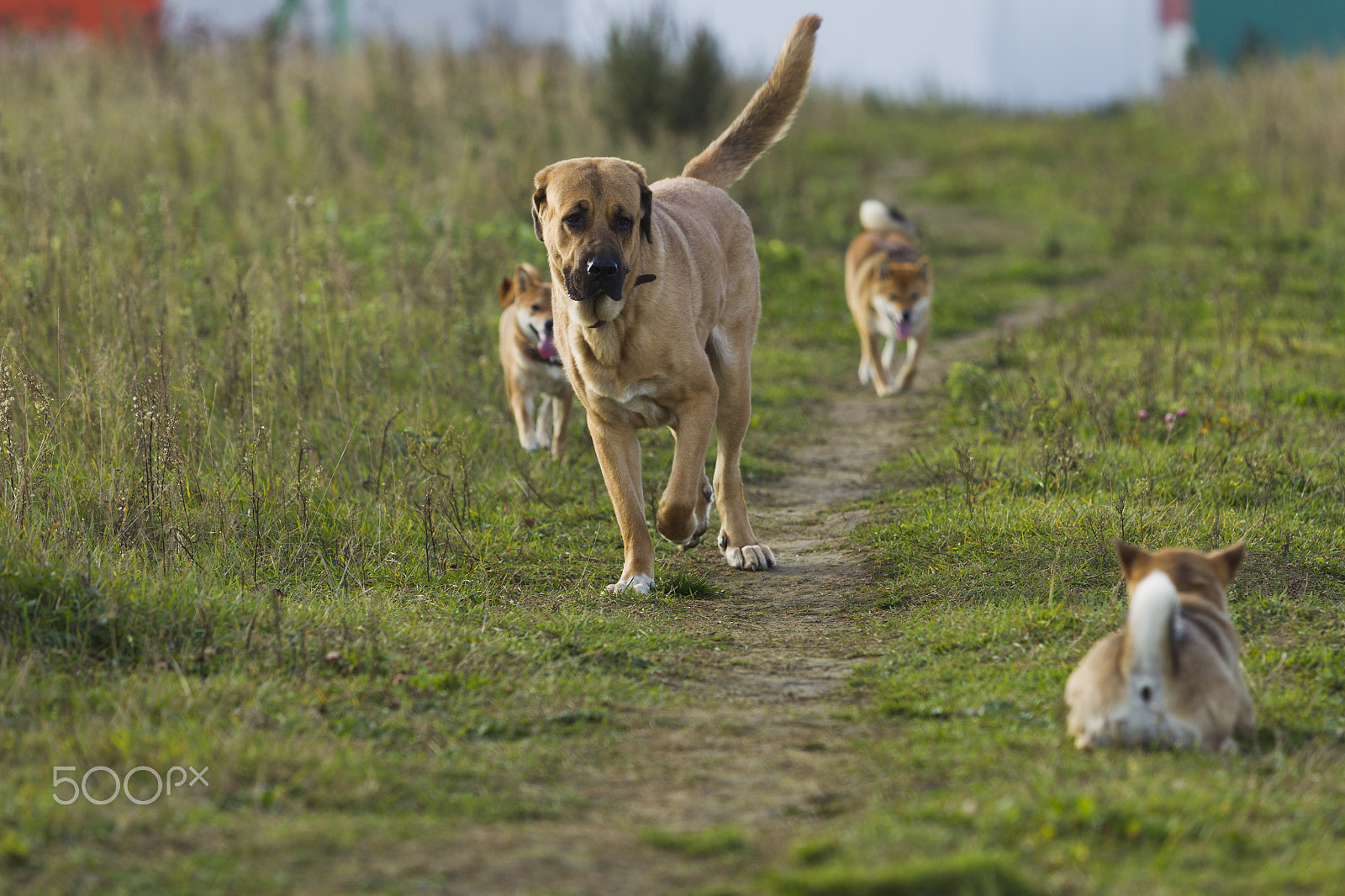 Canon EF 70-200mm F2.8L USM sample photo. Spanish mastiff and shibu inu for a walk photography