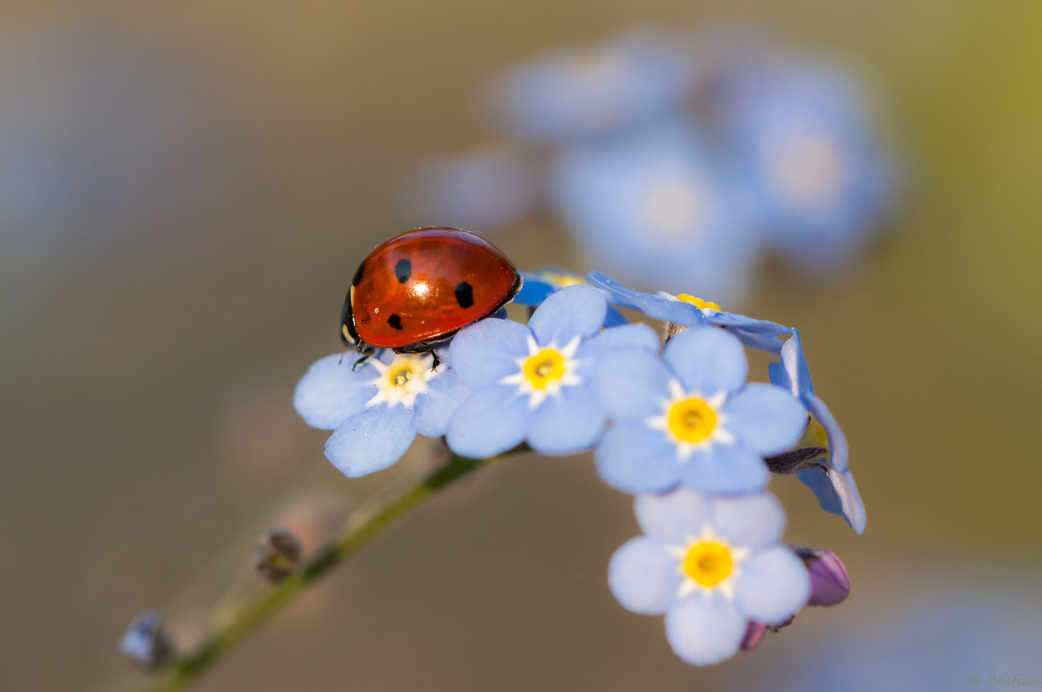 Nikon D3200 sample photo. Ladybird photography