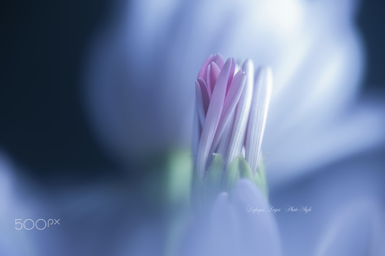 Nikon D700 sample photo. Prayer of truth photography