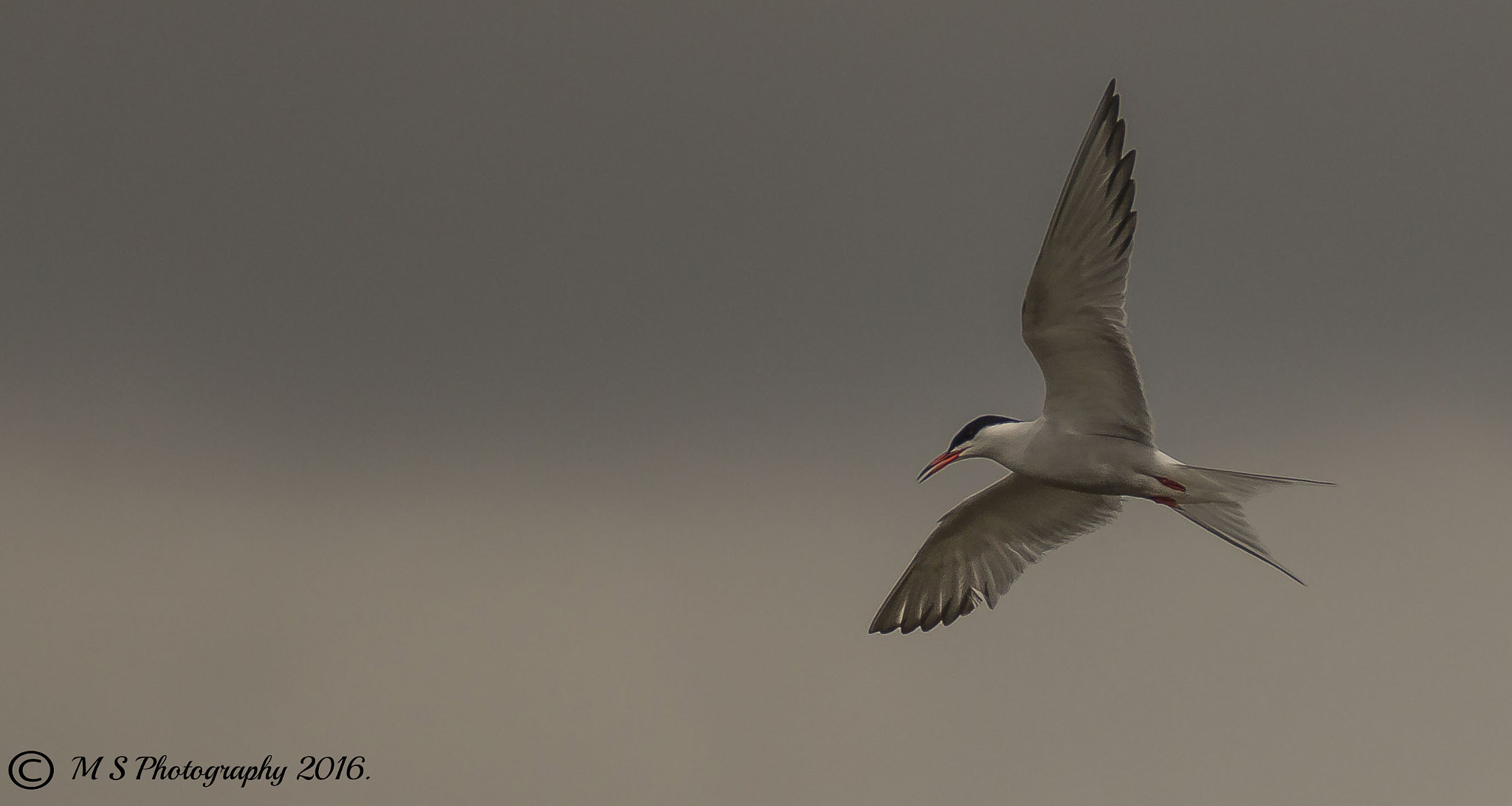 Canon EOS 70D + 150-600mm F5-6.3 DG OS HSM | Sports 014 sample photo. Common tern photography