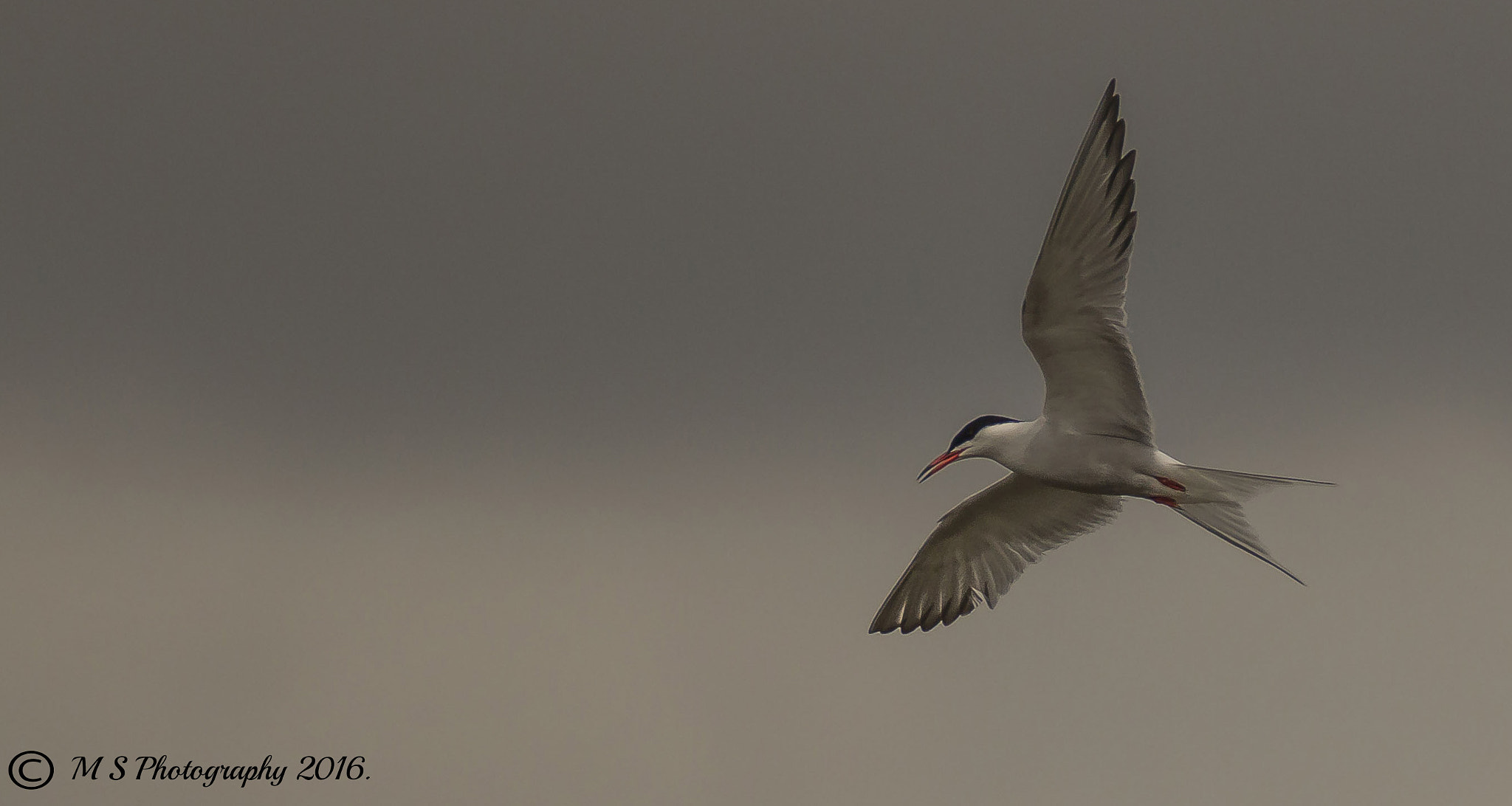 150-600mm F5-6.3 DG OS HSM | Sports 014 sample photo. Common tern photography