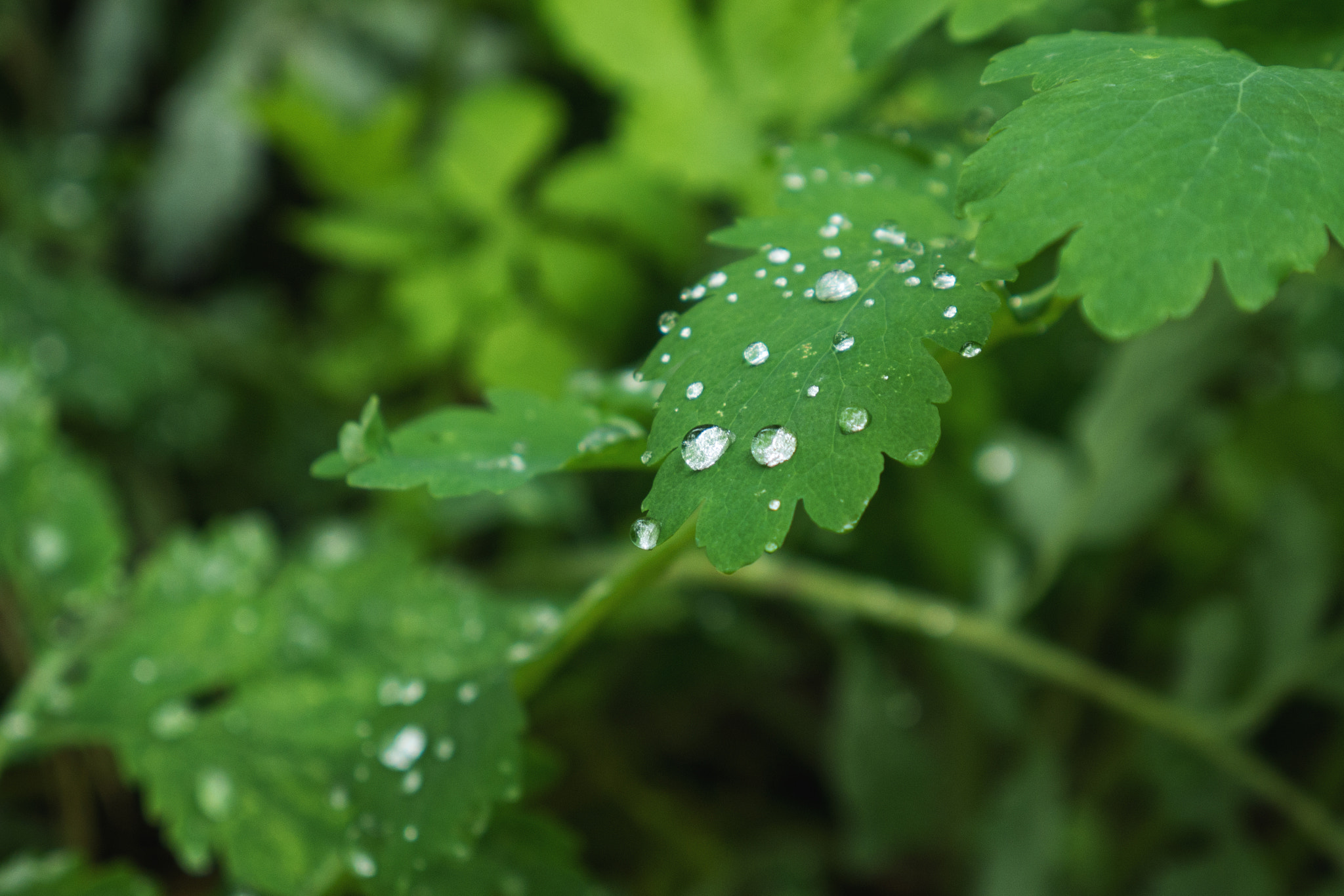 Panasonic Lumix DMC-GX7 sample photo. Drops photography