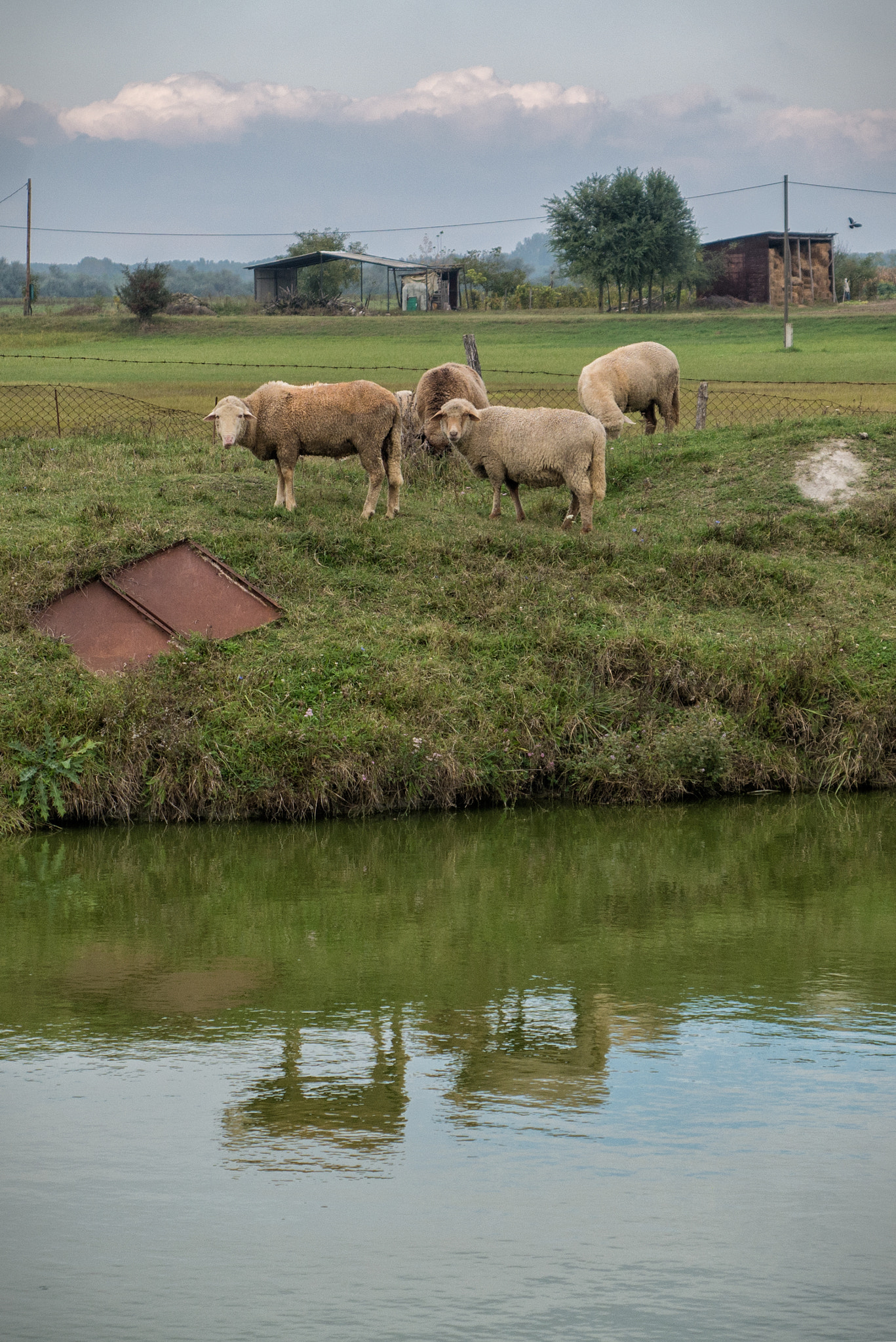 Panasonic Lumix DMC-GX7 sample photo. Sheep photography