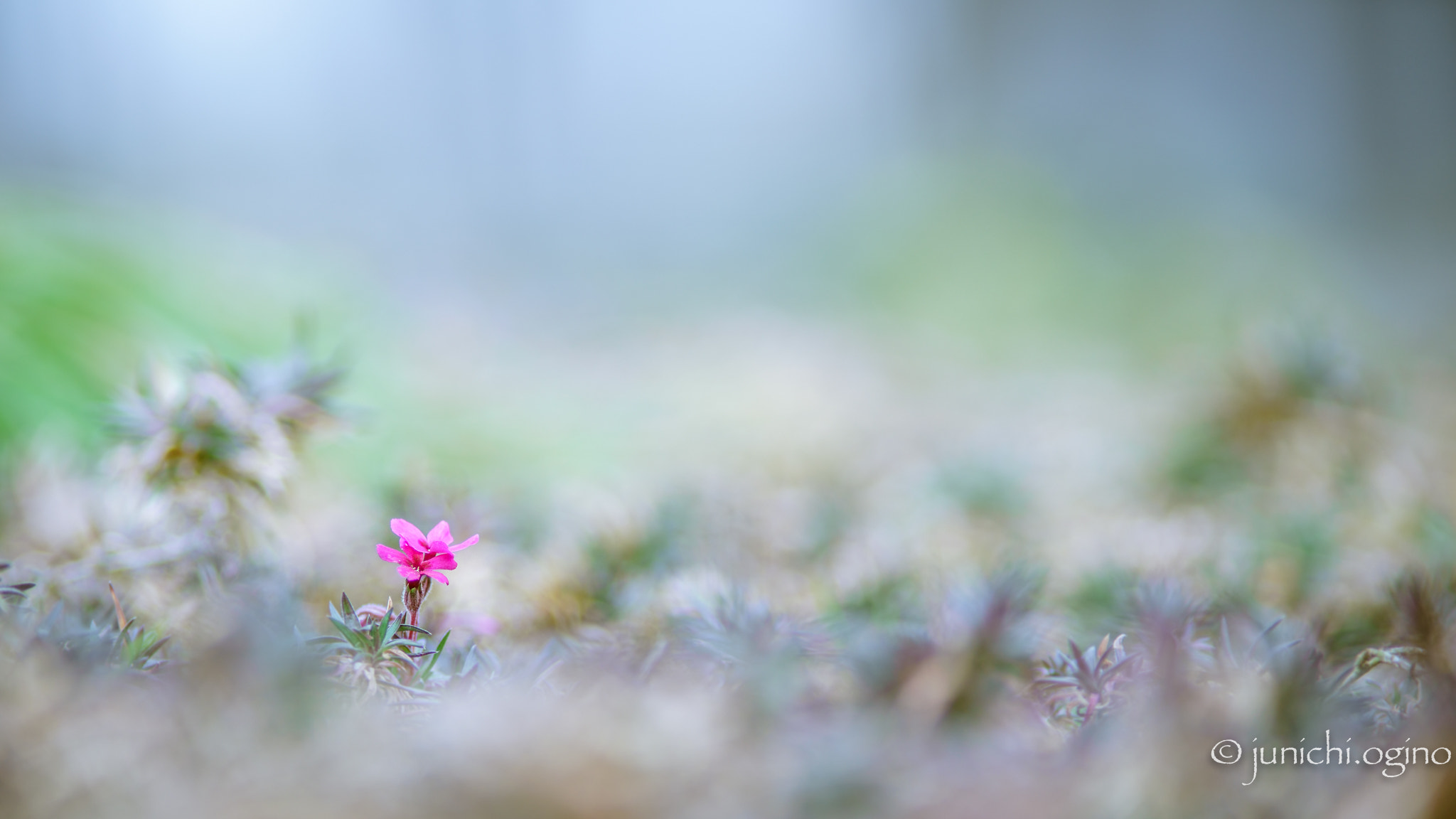 Sony a7R II + Minolta AF 200mm F2.8 HS-APO G sample photo. One grain of spring photography