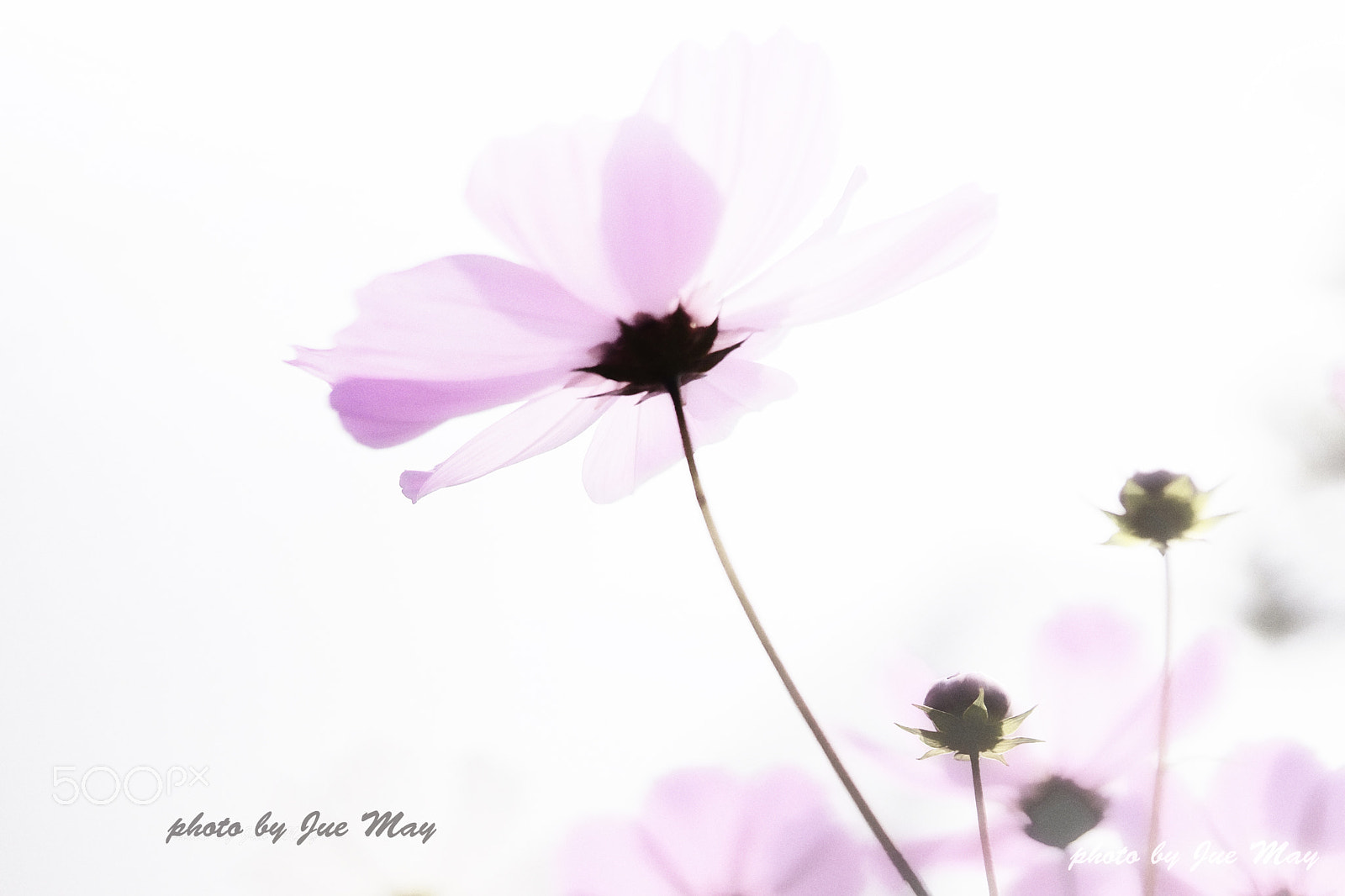 Sony SLT-A77 sample photo. 淡淡柔柔的春天 photography