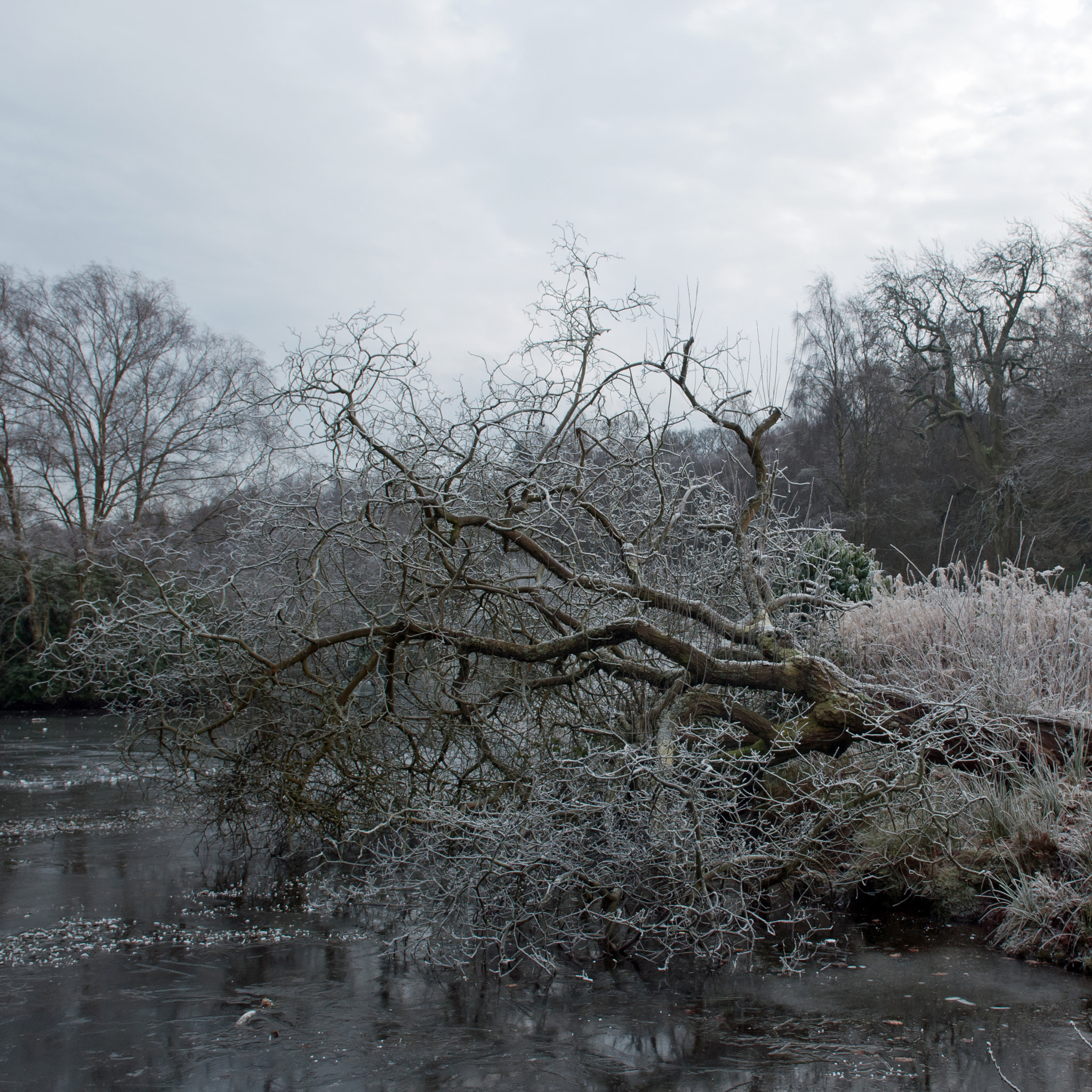 Nikon D300S sample photo. Tree down photography