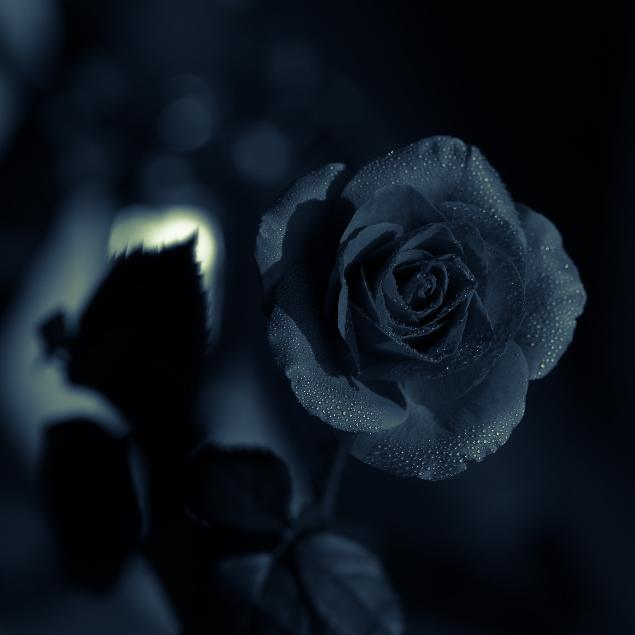 Sony a99 II + 105mm F2.8 sample photo. Dark valentine photography