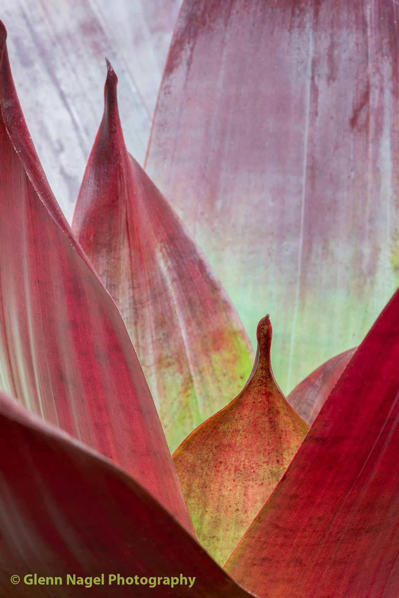 Nikon AF Micro-Nikkor 200mm F4D ED-IF sample photo. Red leaves photography