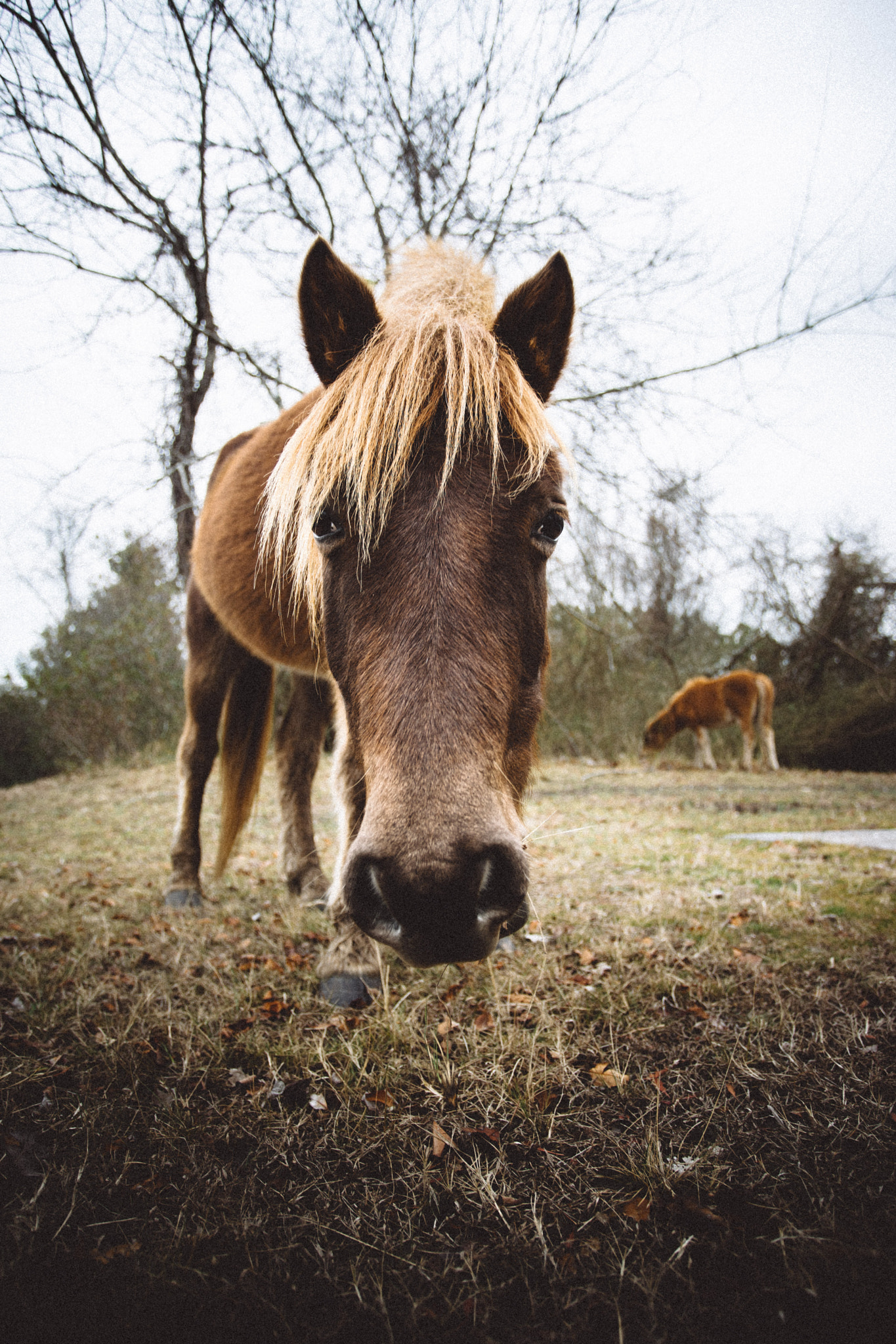 Sony a7 II + Canon EF 17-40mm F4L USM sample photo. Why the long face  photography