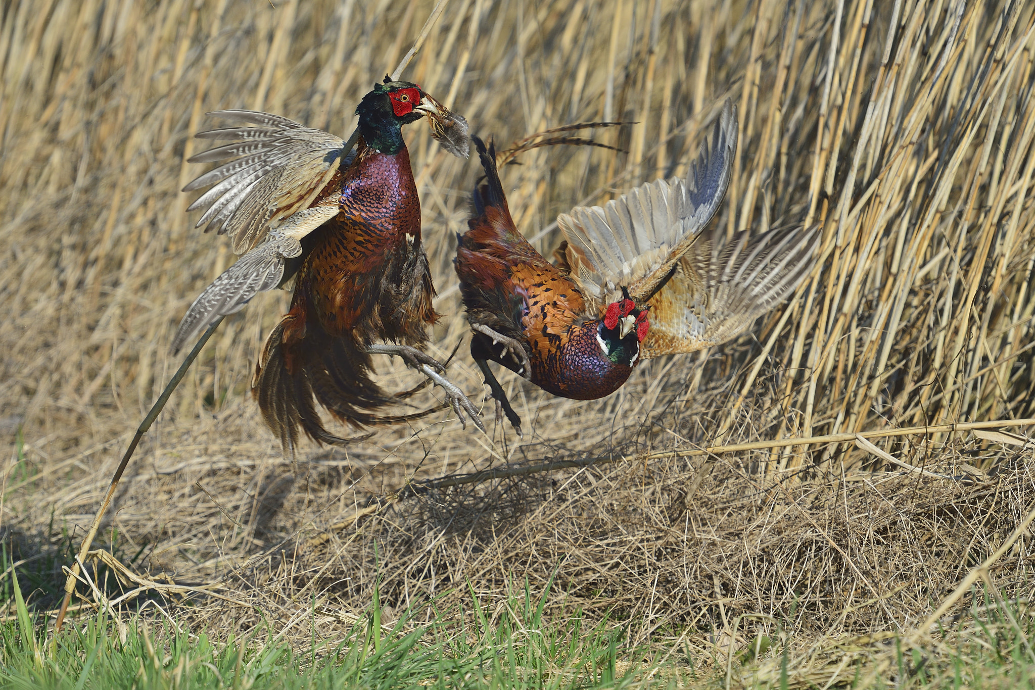 Nikon D800 sample photo. Hahnenkampf / pheasant fight photography
