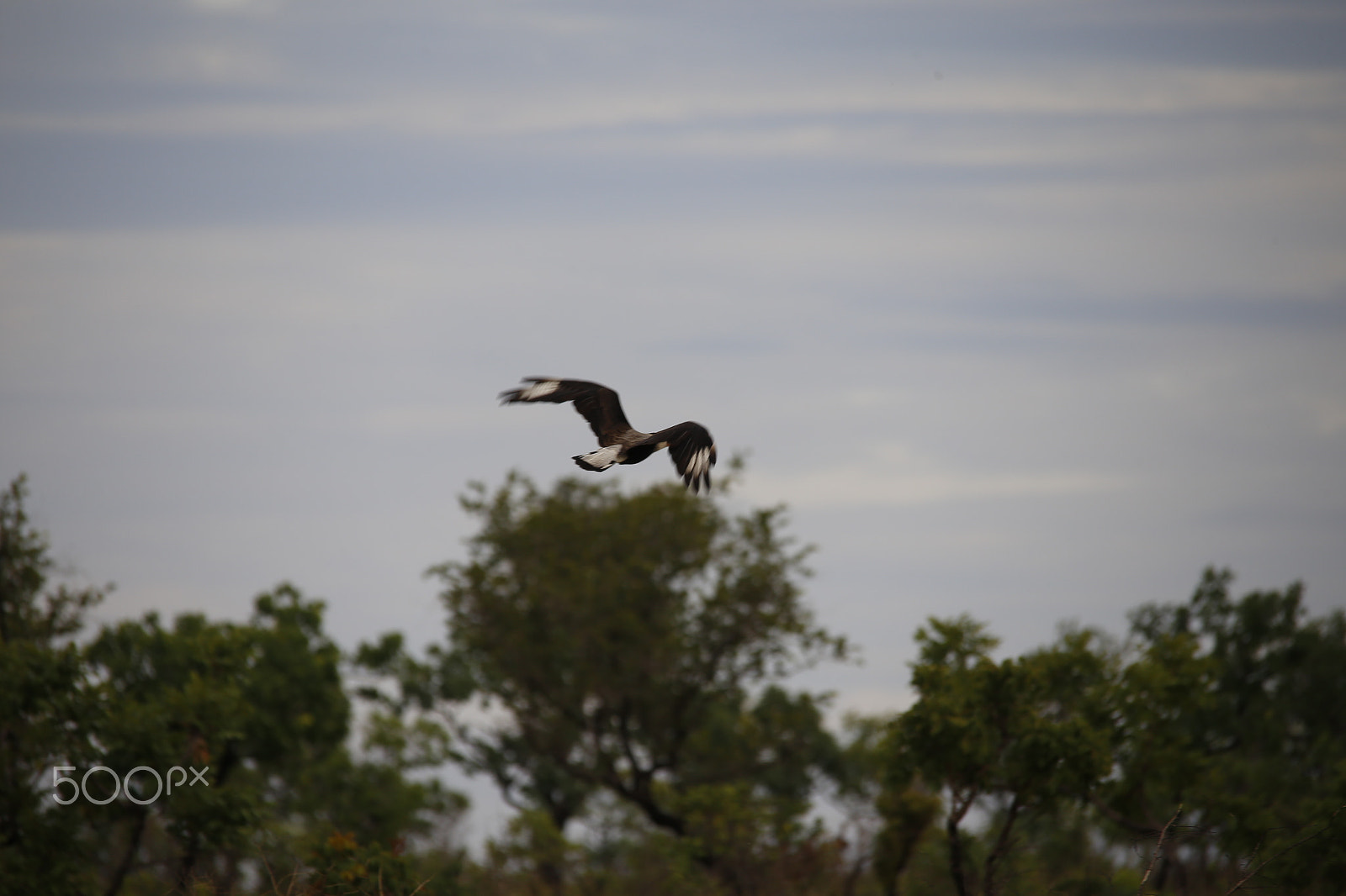 Canon EOS 6D + Sigma 150-500mm F5-6.3 DG OS HSM sample photo. Jalapão / to / brazil photography