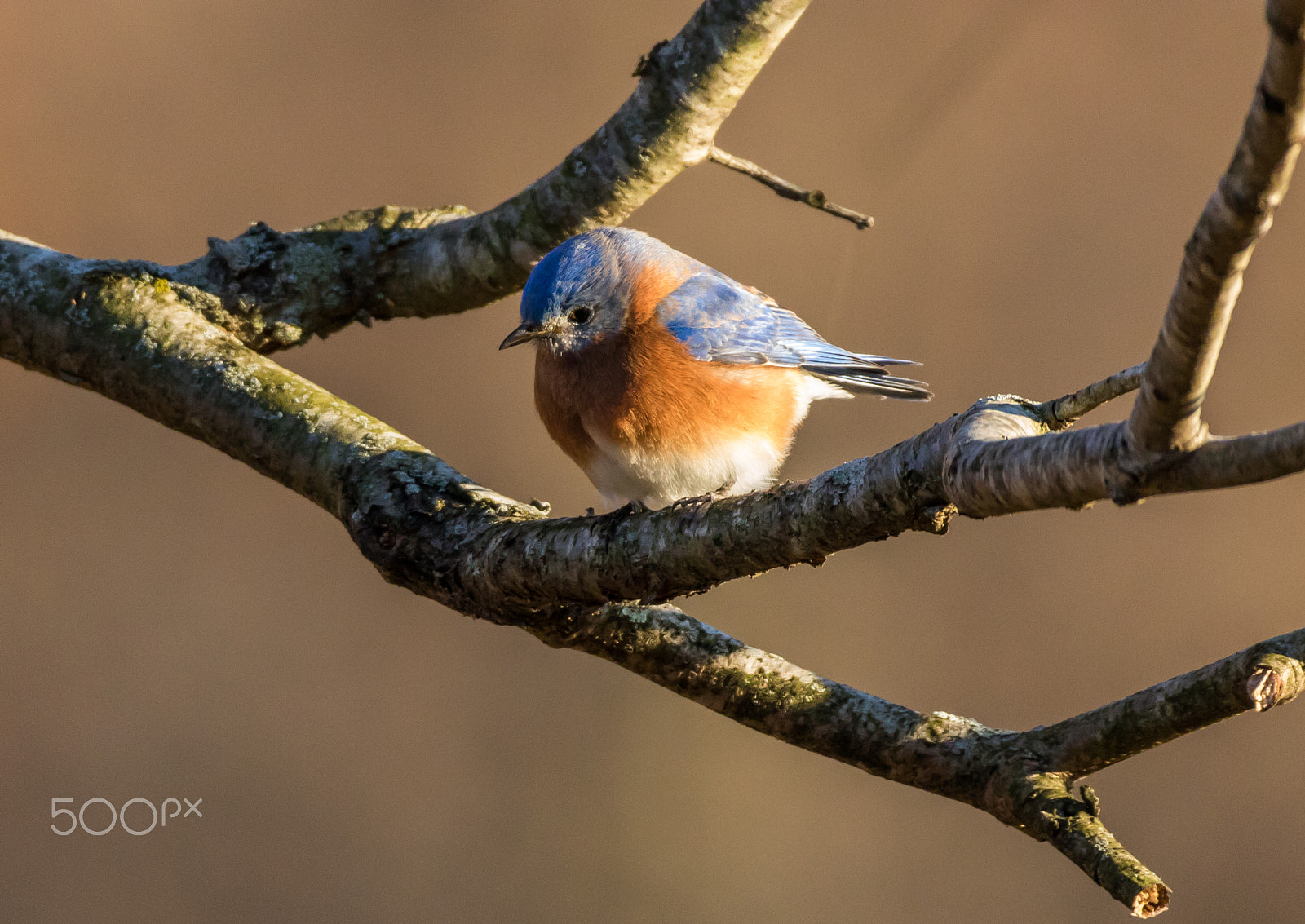 150-600mm F5-6.3 DG OS HSM | Contemporary 015 sample photo. Eastern bluebird photography