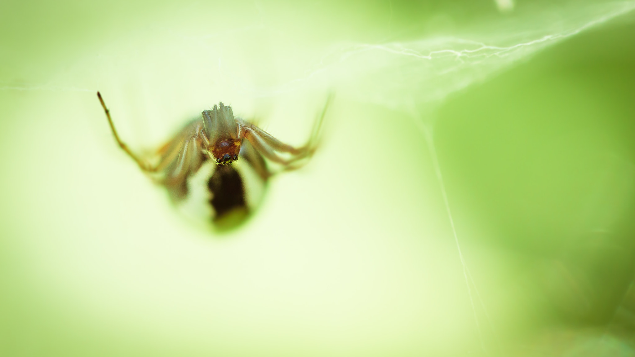 Canon EF 100mm F2.8 Macro USM sample photo. Macro photography