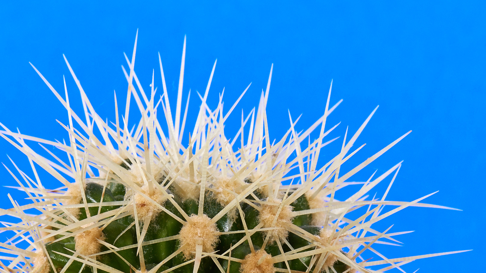 Nikon D810 sample photo. Echinocatus grusonii (white spine cactus) photography