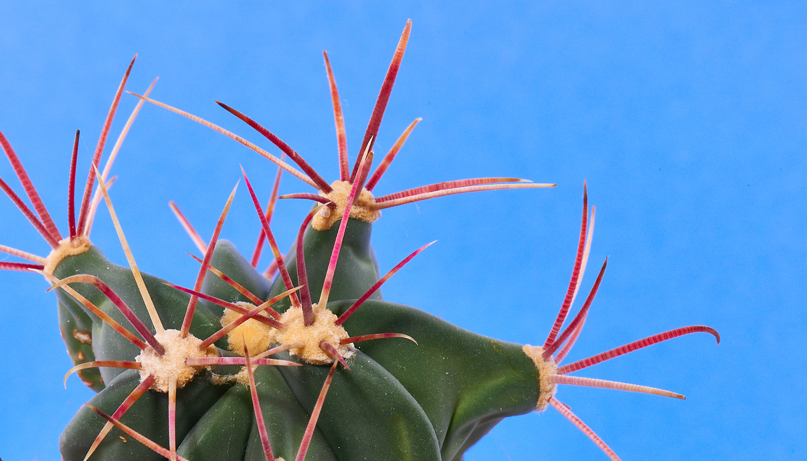 Nikon D810 sample photo. Ferocactus emoryi photography