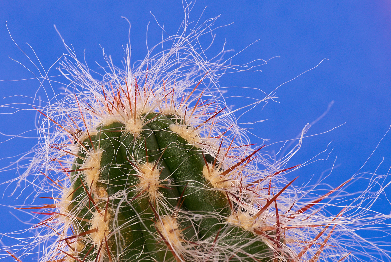 Nikon D810 sample photo. Hairy cactus photography