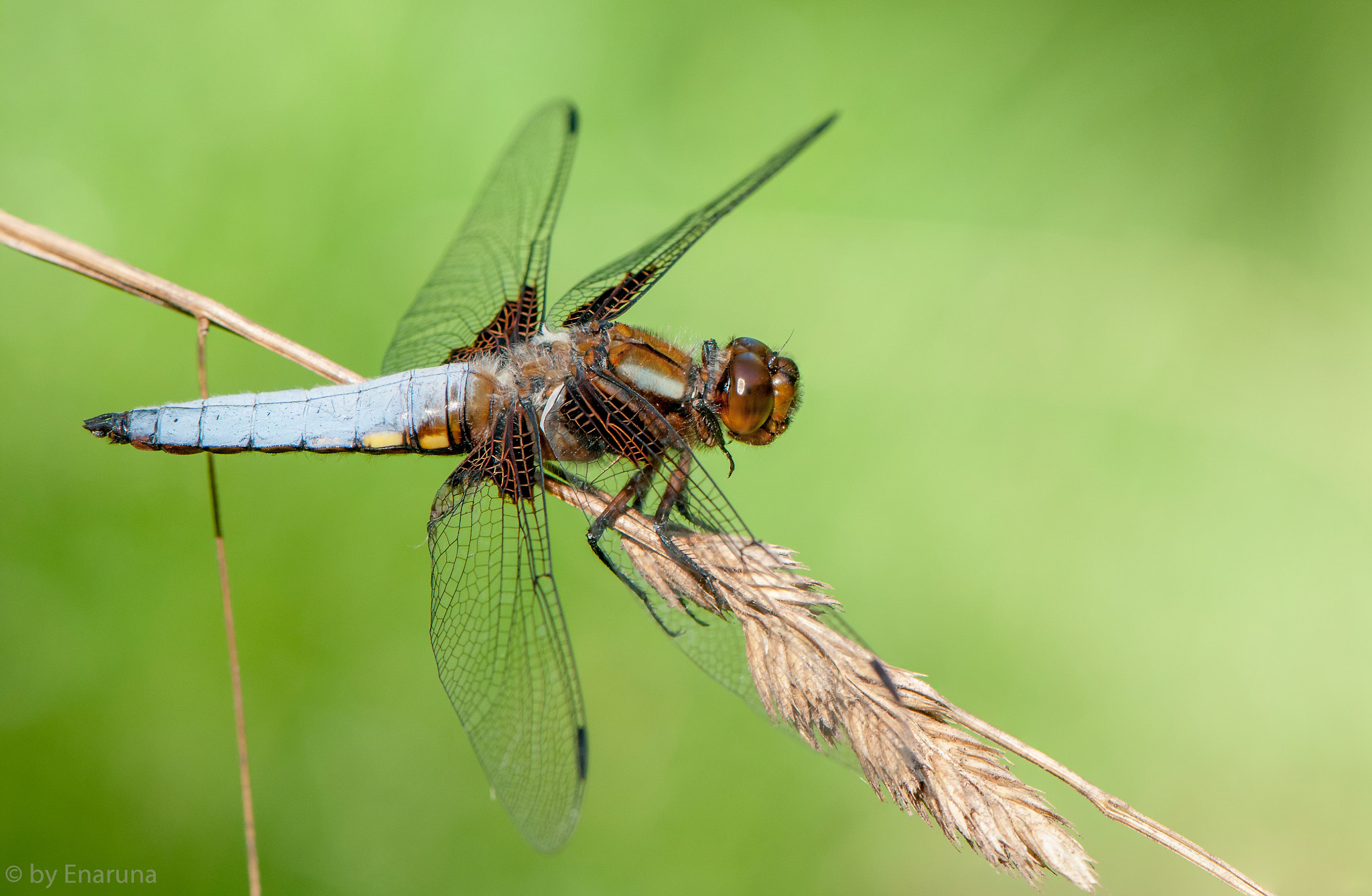 Nikon AF-S Micro-Nikkor 105mm F2.8G IF-ED VR sample photo. Broad-bodied chaser photography