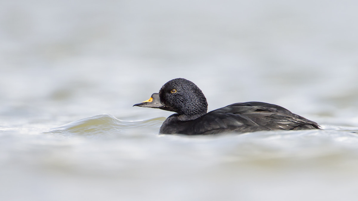 Canon EOS 7D + Canon EF 500mm F4L IS USM sample photo. Common scoter photography