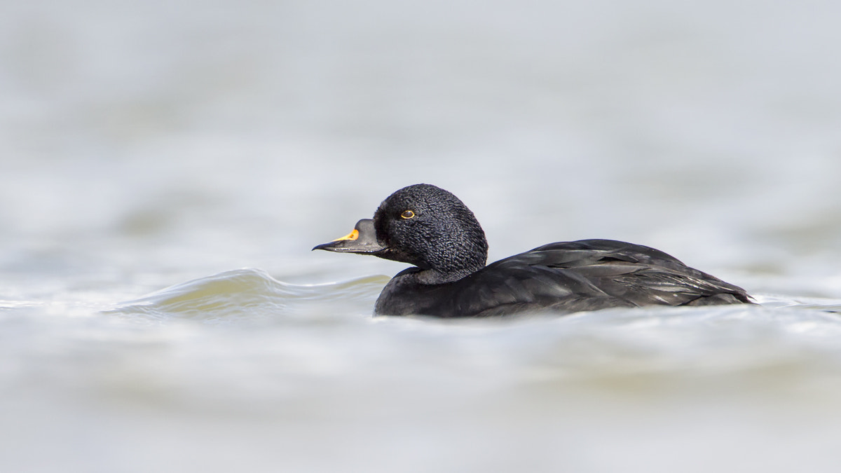 Canon EF 500mm F4L IS USM sample photo. Common scoter photography