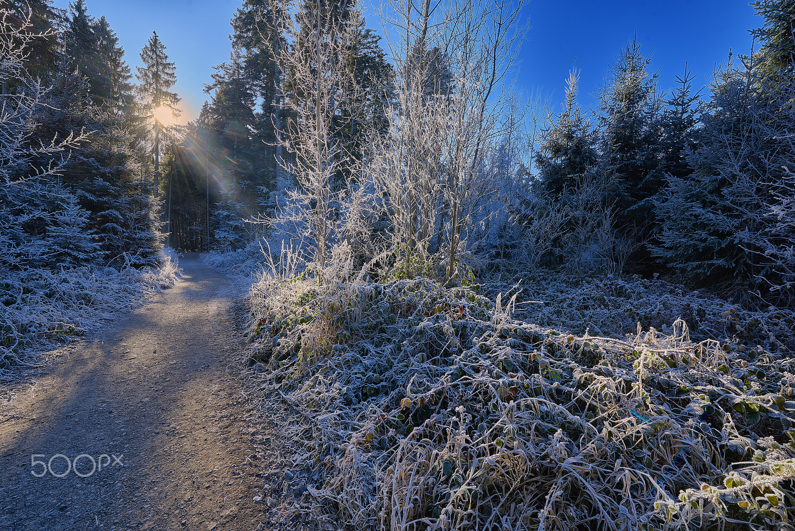 Nikon AF-S Nikkor 14-24mm F2.8G ED sample photo. Neujahrsmorgen im wald photography