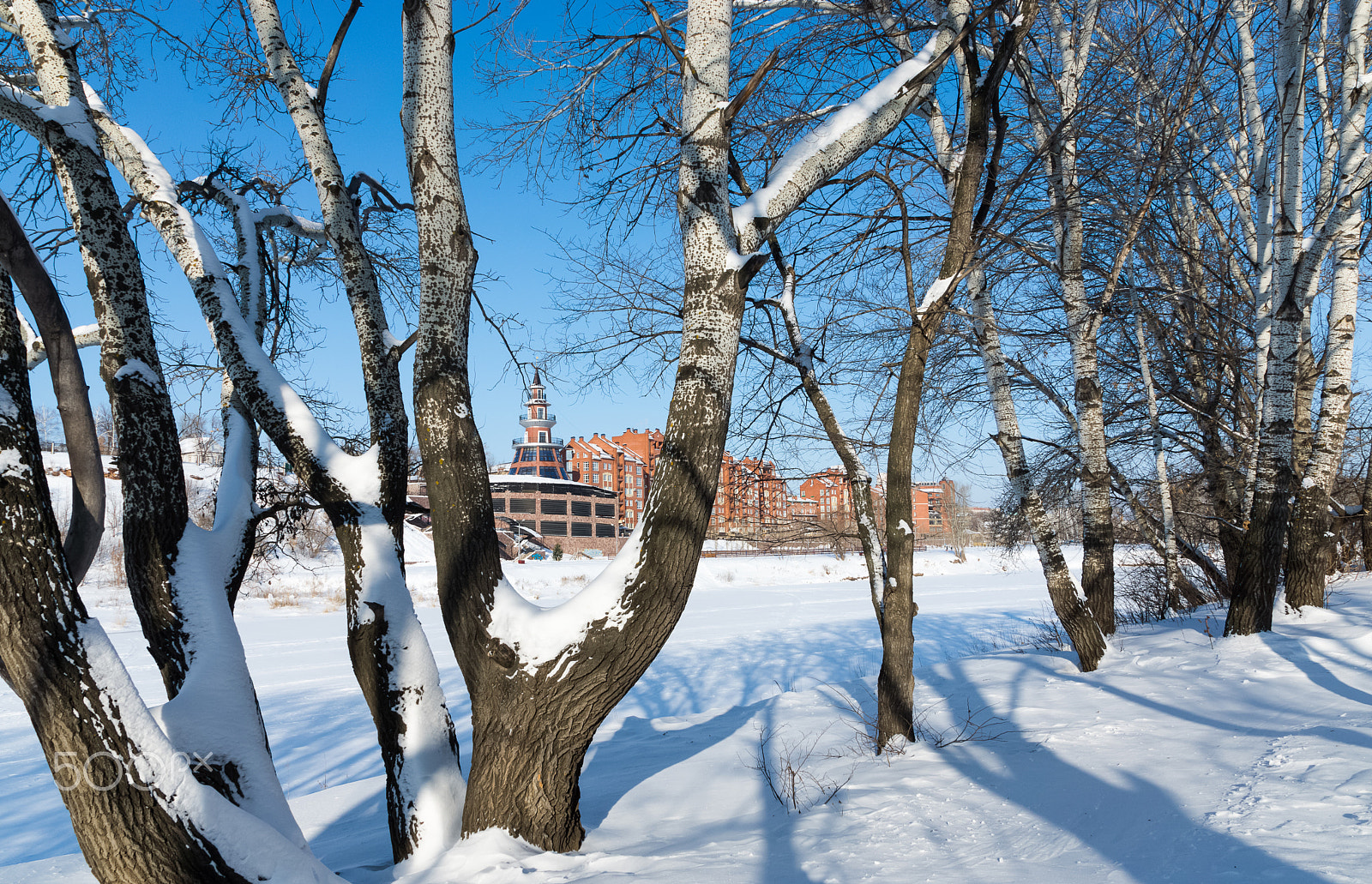 Sony SLT-A65 (SLT-A65V) + Sony DT 16-50mm F2.8 SSM sample photo. Winter day in the grove (2). Зимний день в роще (2 photography