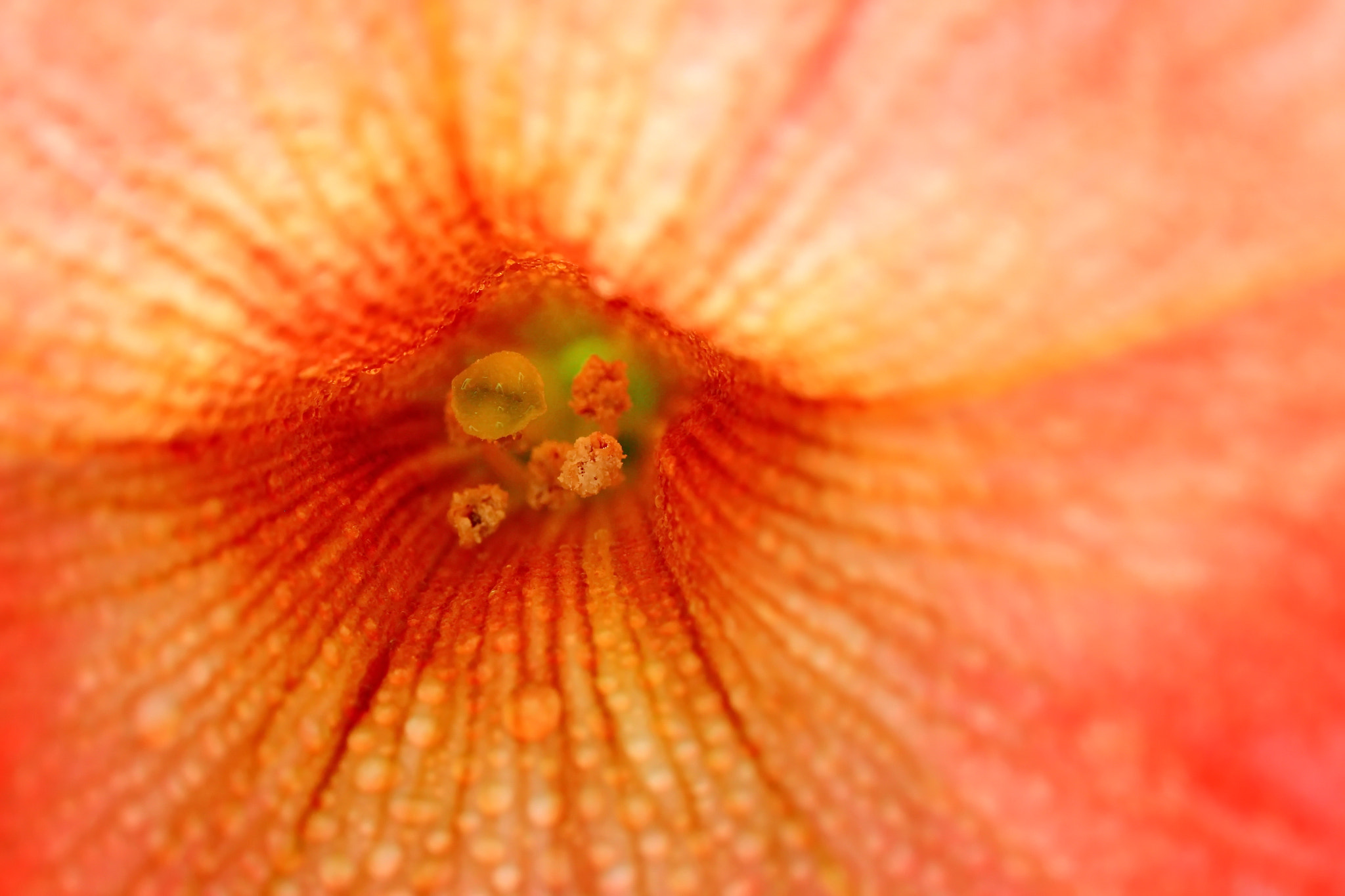Sigma 150mm f/2.8 EX DG OS HSM APO Macro sample photo. Macro a photography