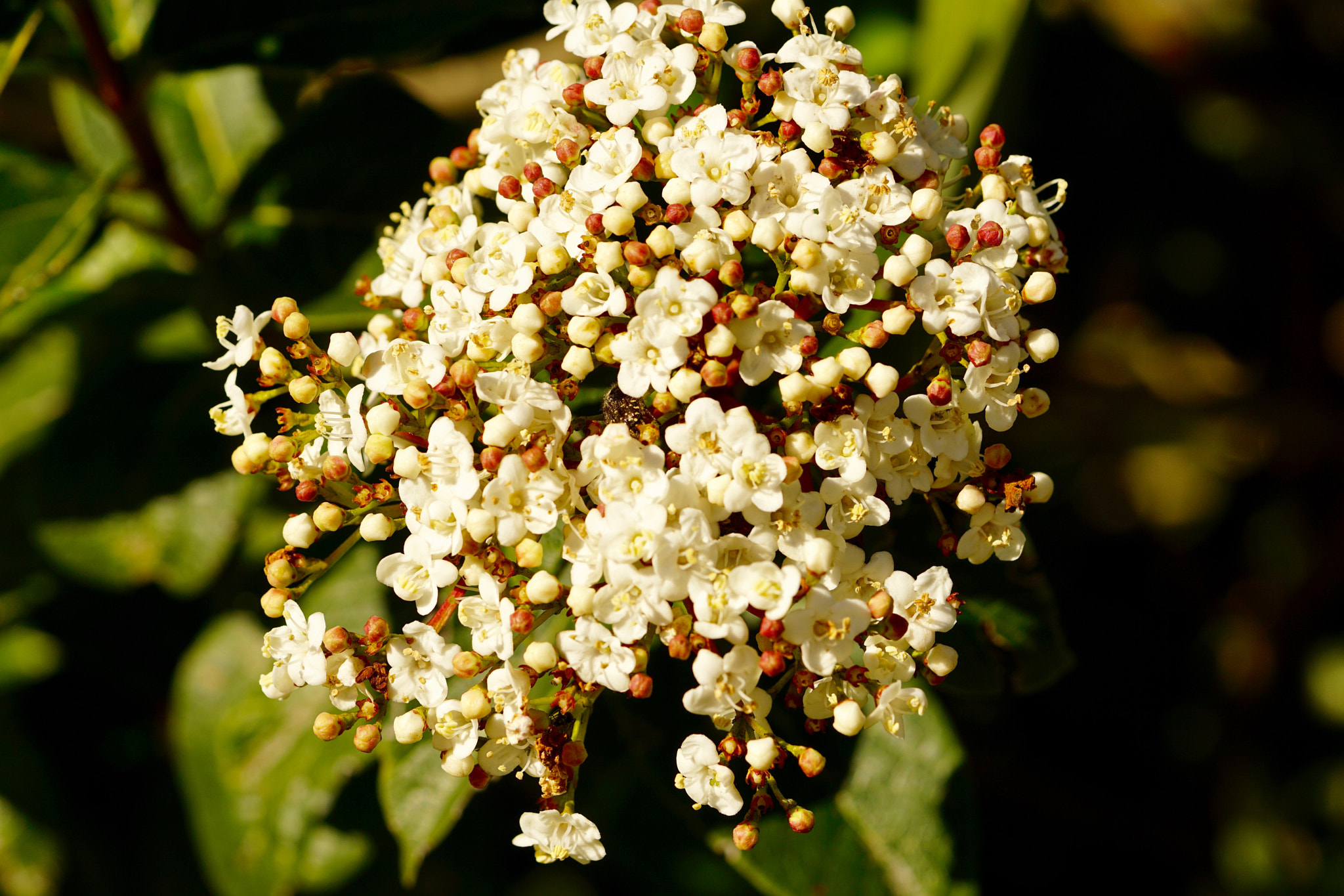 Sony FE 90mm F2.8 Macro G OSS sample photo. In my garden... photography