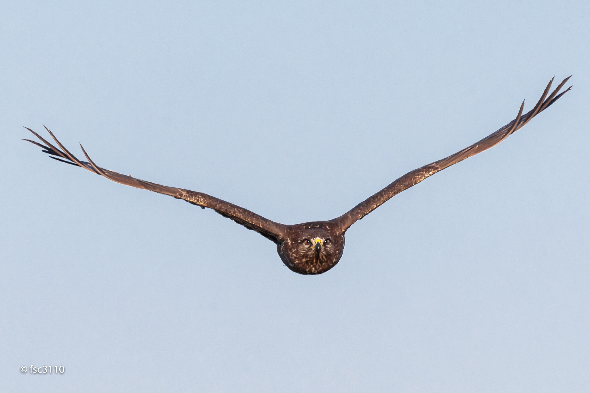 Canon EOS-1D X Mark II + Canon EF 500mm F4L IS II USM sample photo. Common buzzard in front of me photography