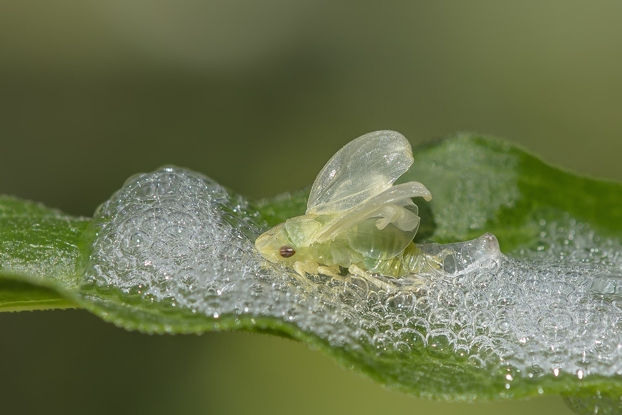 Nikon AF-S DX Micro-Nikkor 85mm F3.5G ED VR sample photo. Spittle bug photography