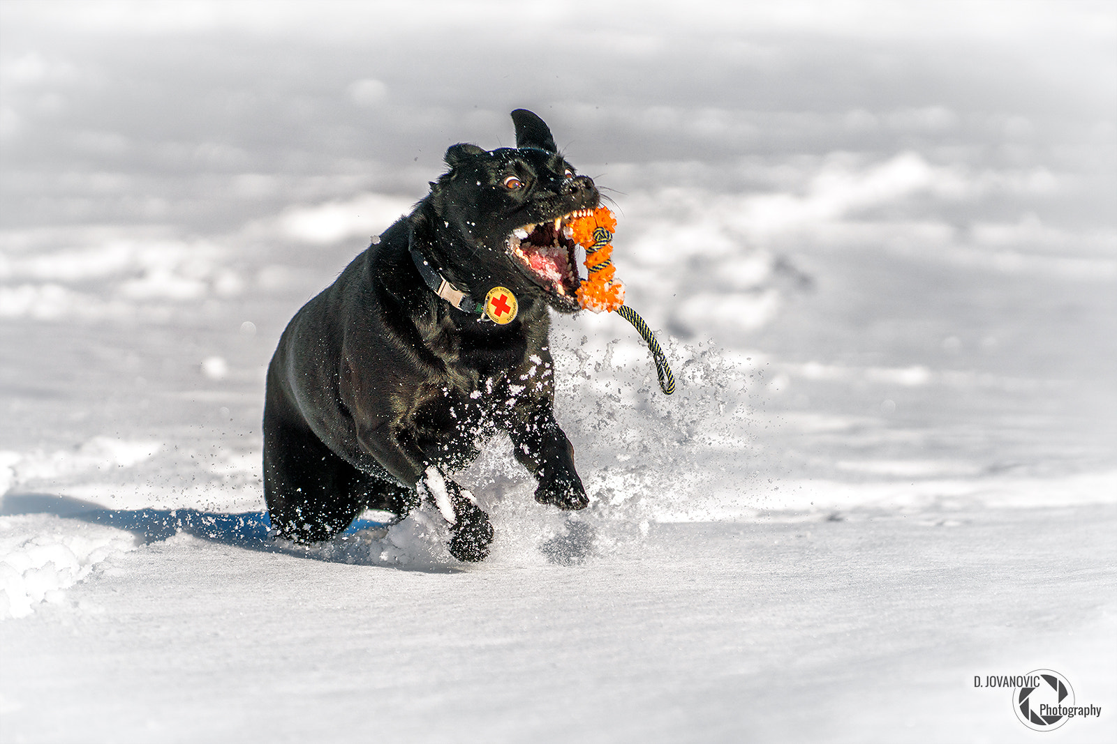 Sony a99 II + Minolta/Sony AF 70-200mm F2.8 G sample photo. Labrador photography