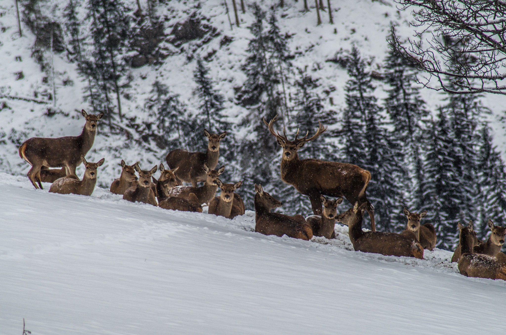Tamron AF 70-300mm F4-5.6 LD Macro 1:2 sample photo. Deer pack photography