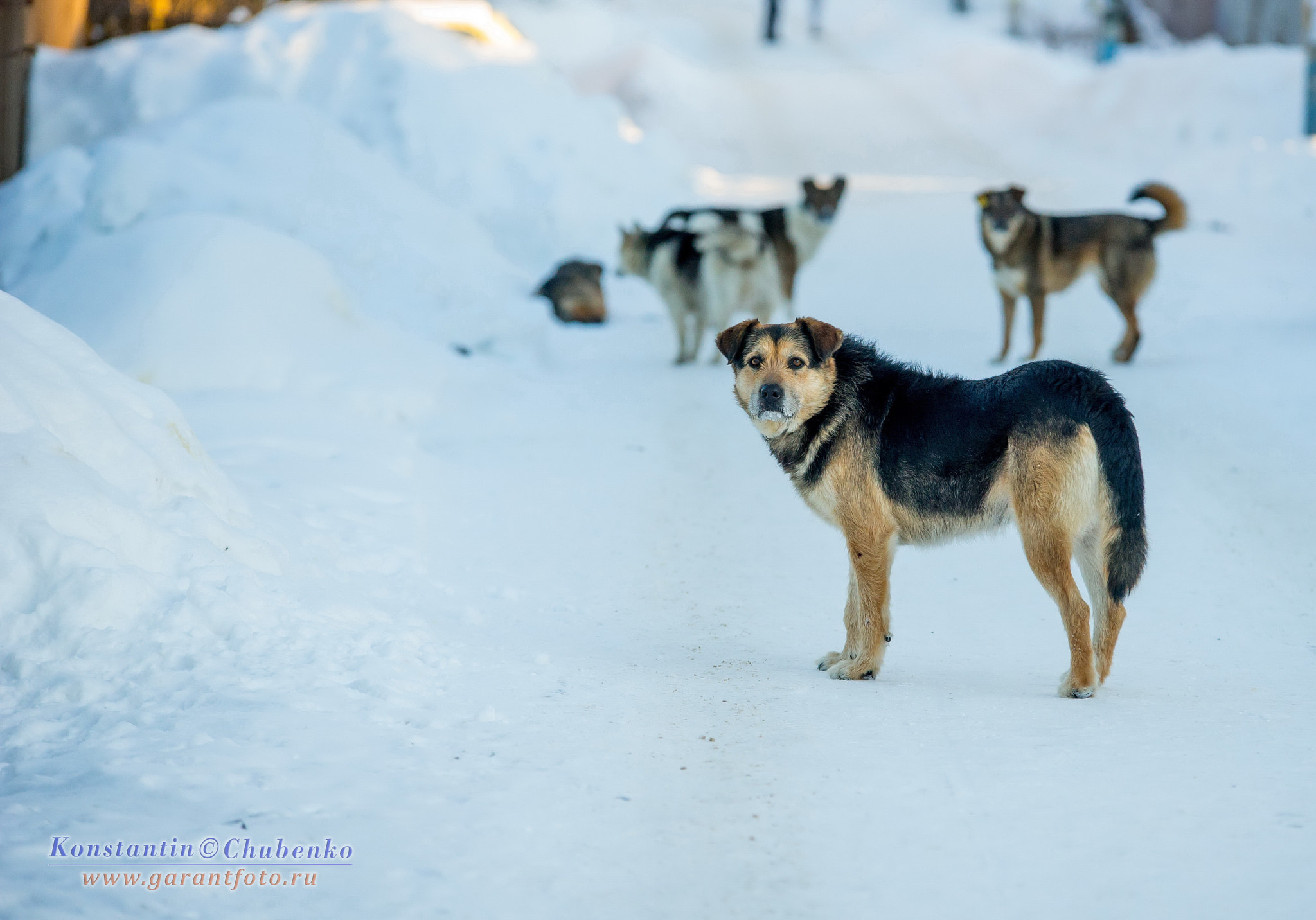 Sony a99 II sample photo. *** photography