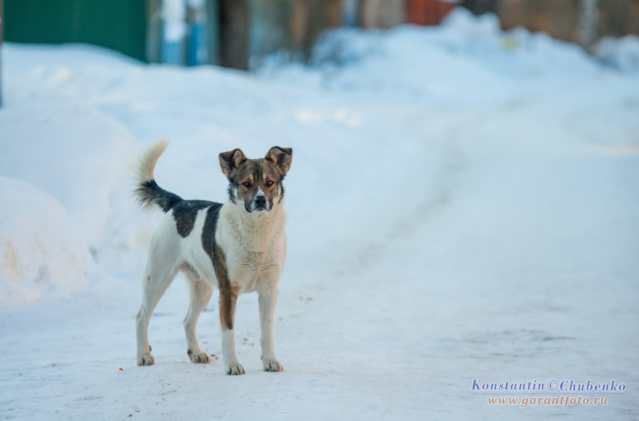 Sigma 70-200mm F2.8 EX DG Macro HSM II sample photo. *** photography