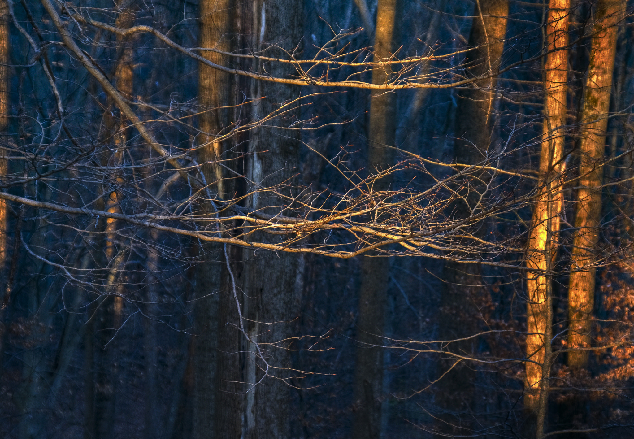 Canon EOS 7D Mark II + Sigma 18-200mm f/3.5-6.3 DC OS sample photo. Sunset in the forest photography